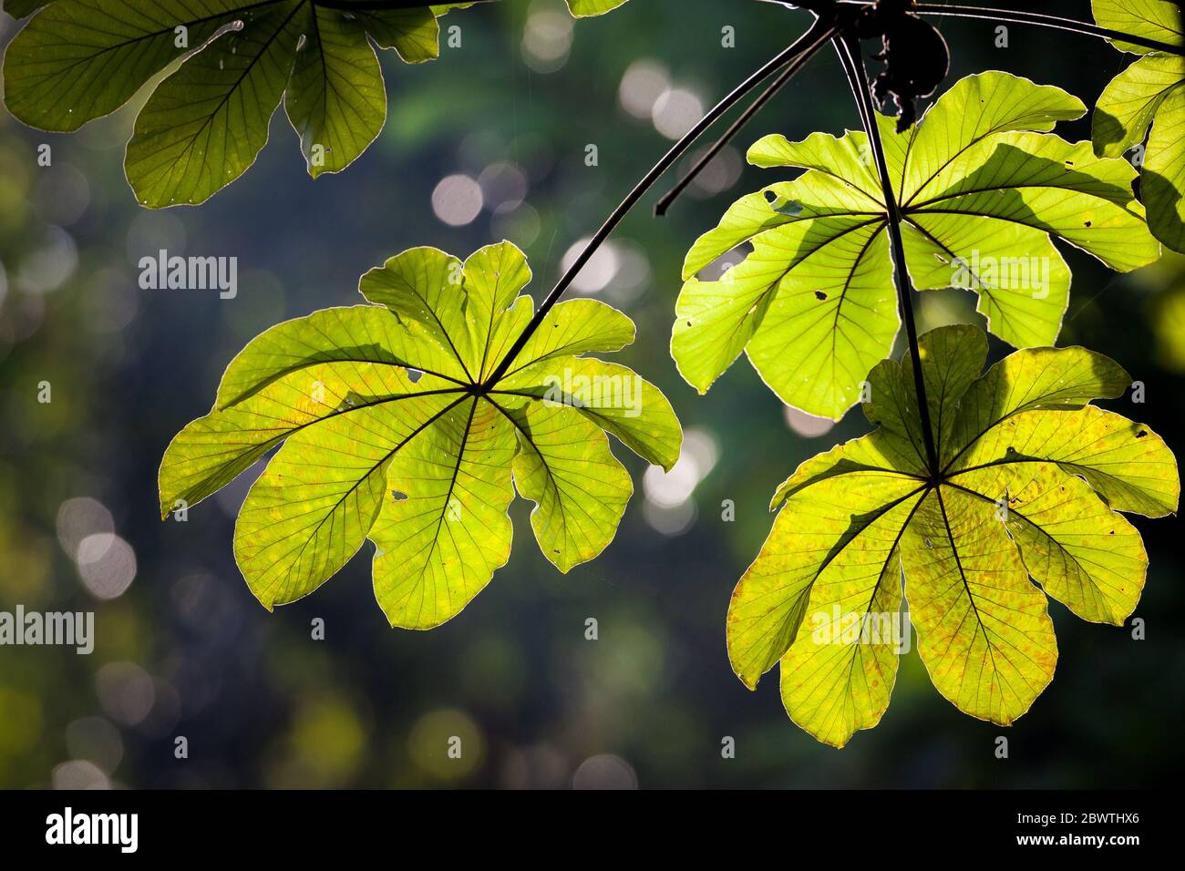 Leaves on a Cecropia tree in the lush rainforest of Metropolitan park, Panama City, Republic of Panama. Stock Photo