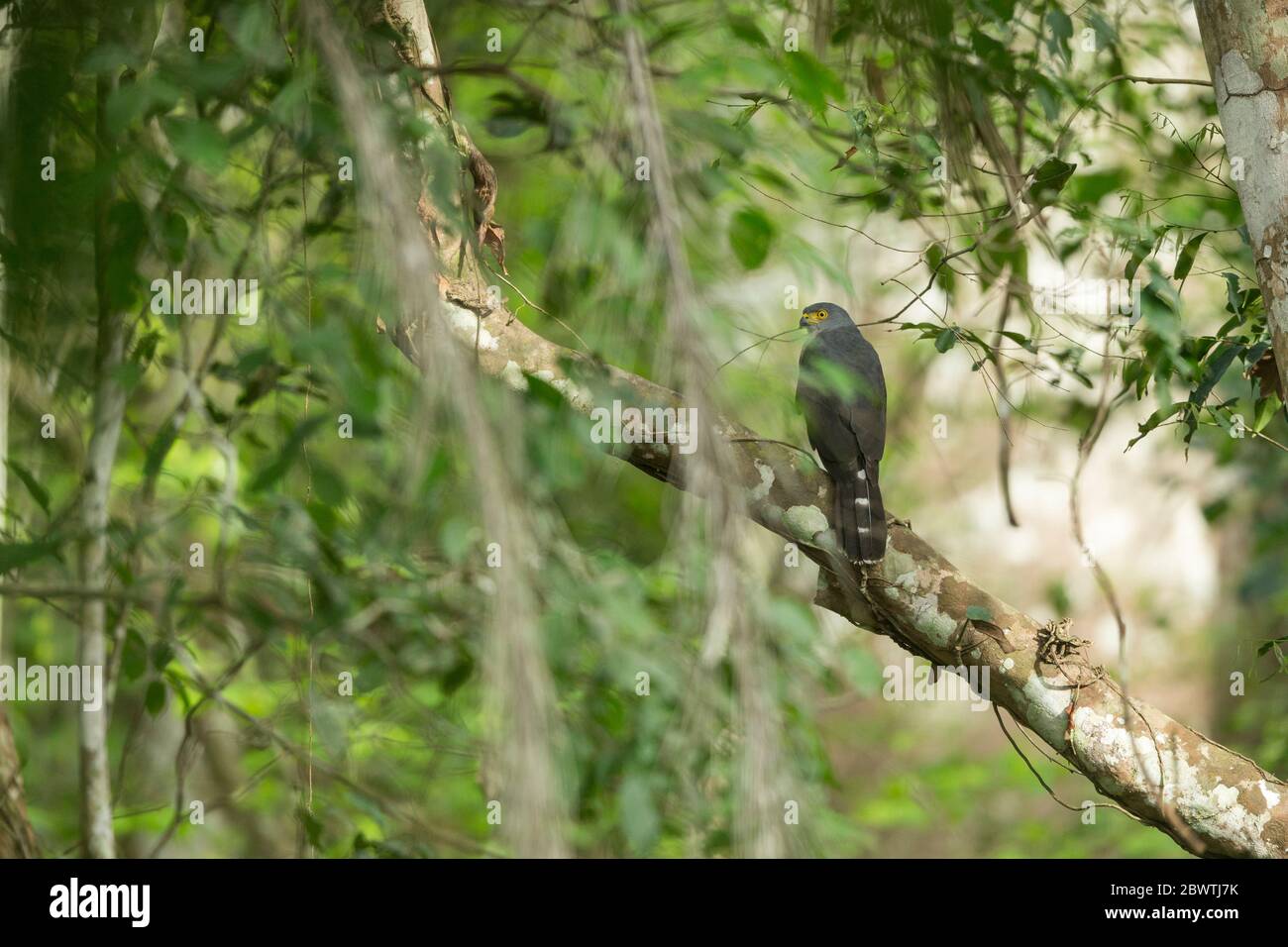 Red-chested goshawk Accipiter toussenelii, adult, perched in dense forest vegetation, Bobiri Forest Reserve & Butterfly Sanctuary, Ghana, March Stock Photo