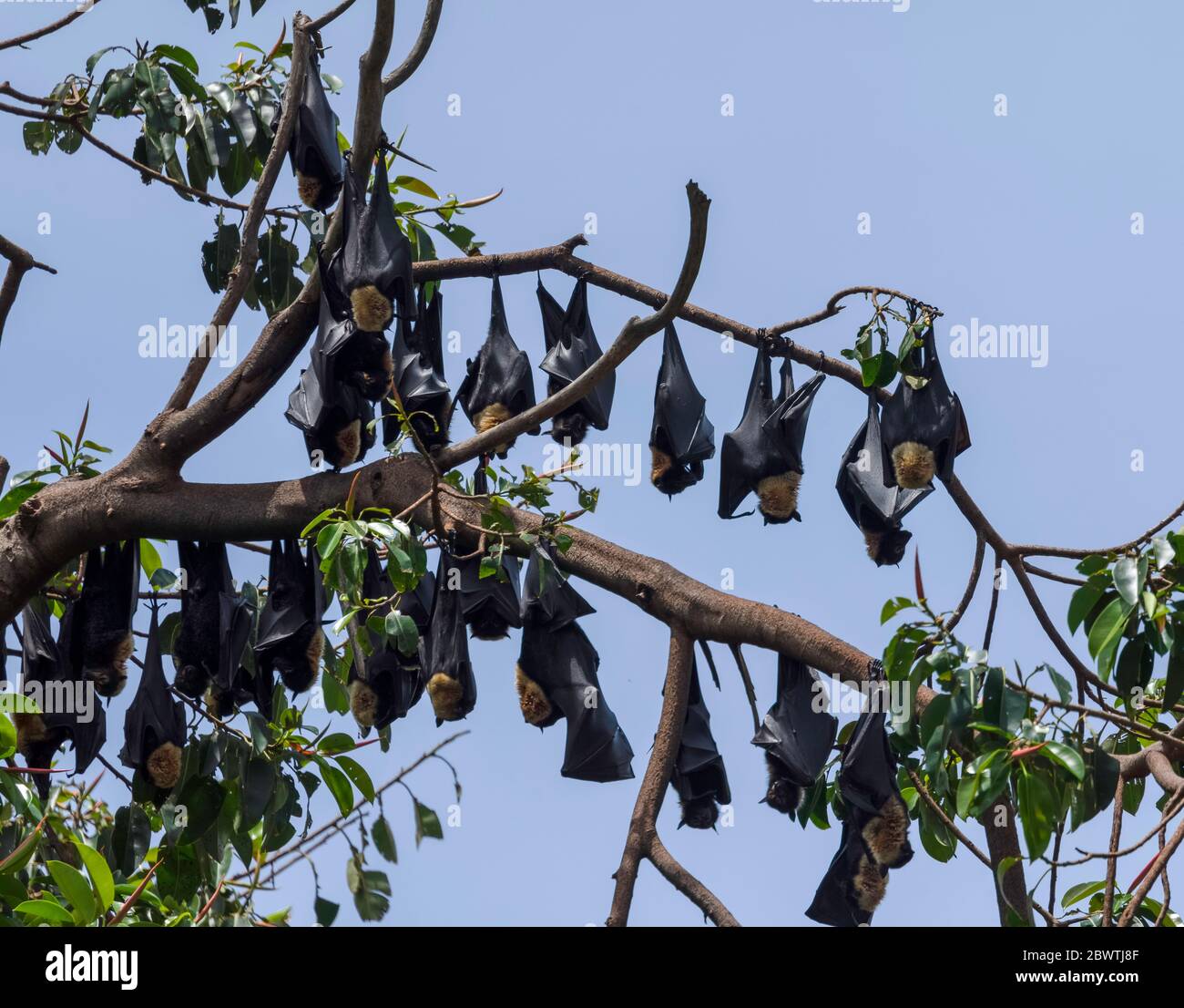 Flying foxes in trees Stock Photo Alamy