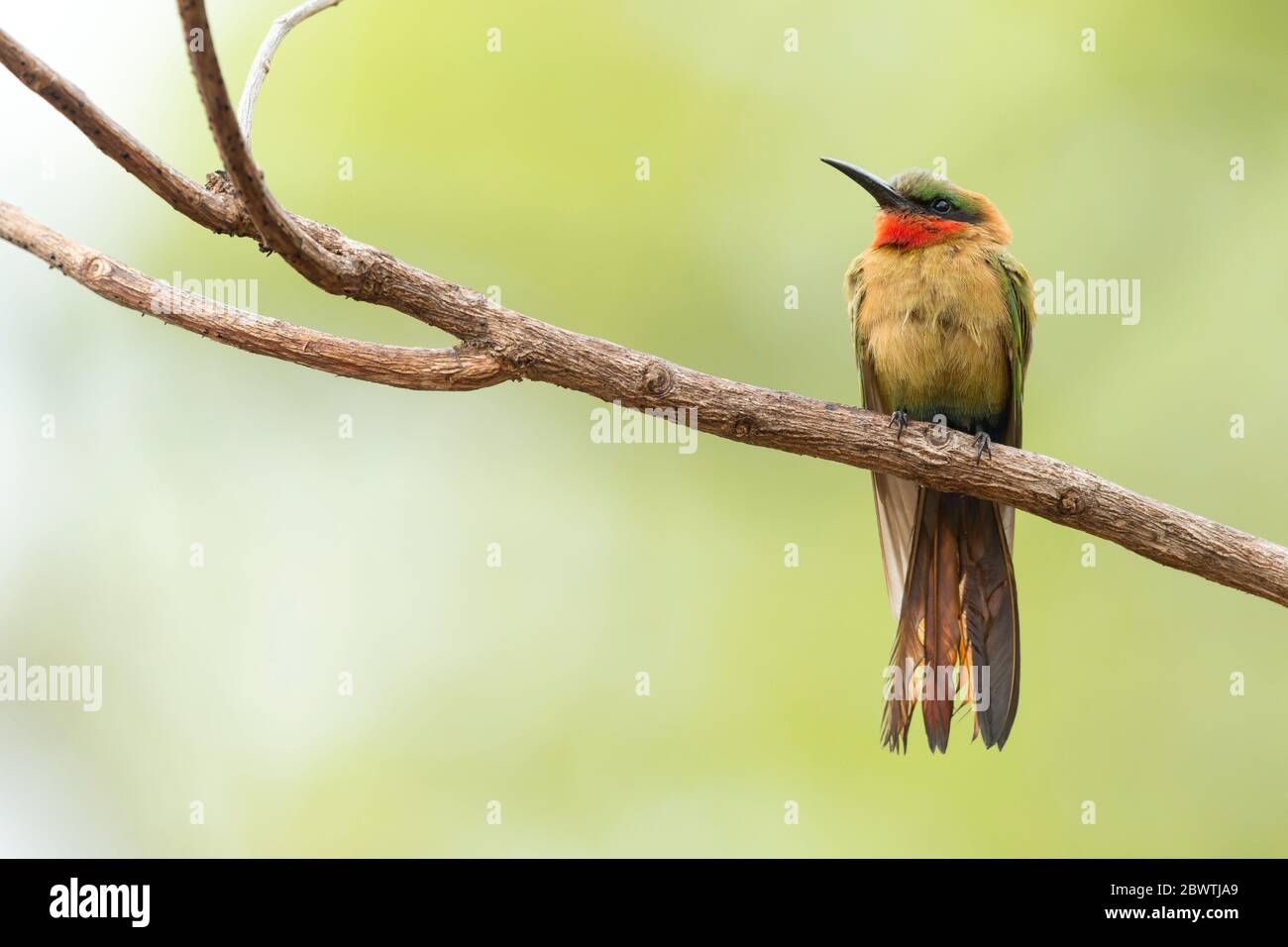 Red-throated bee-eater Merops bulocki, adult, perched, Mole National Park, Ghana, March Stock Photo