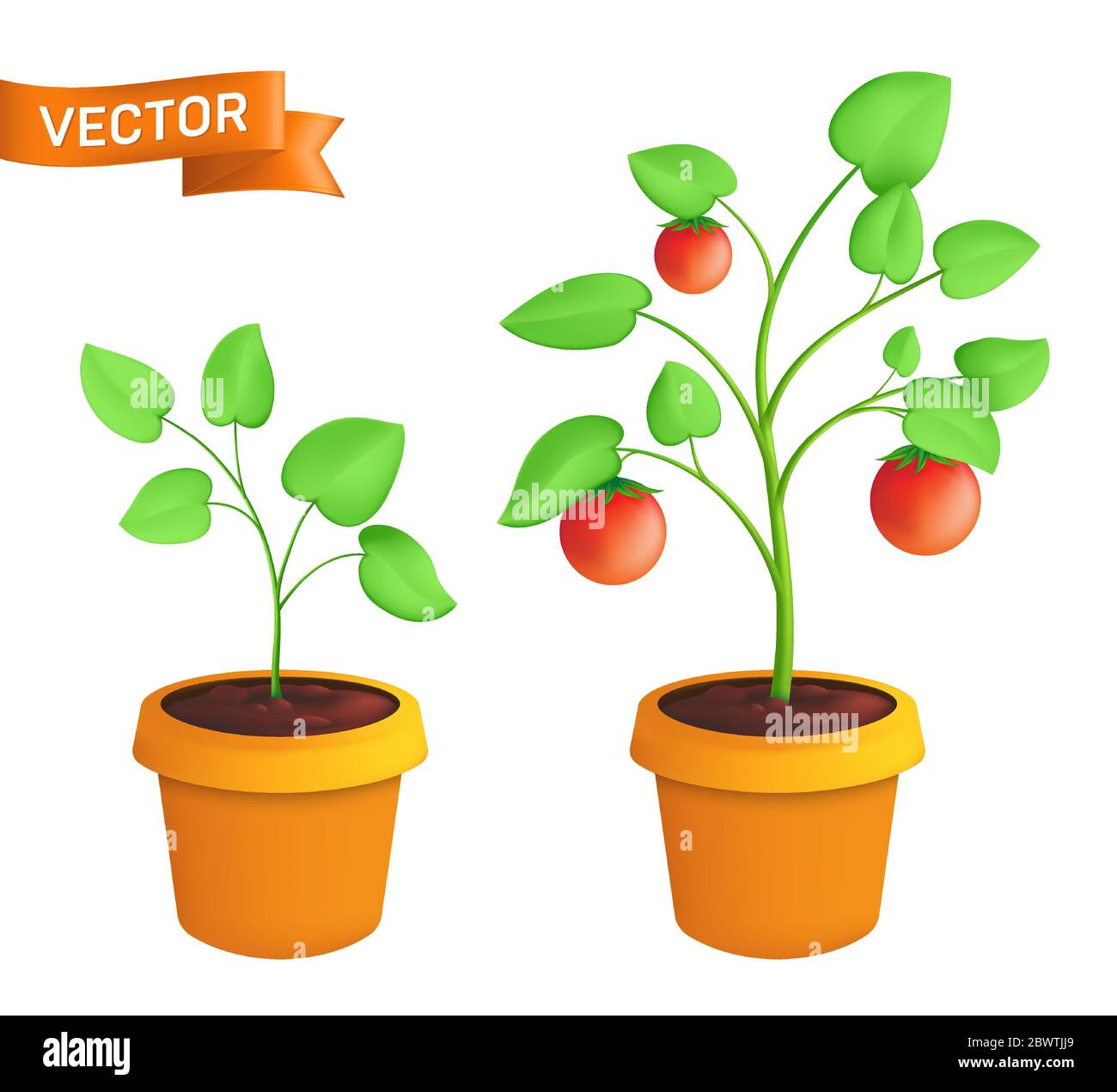 Tomato eco plant growing stages. Vector botanical illustration of green sprout with leaves in pot isolated on white background Stock Vector