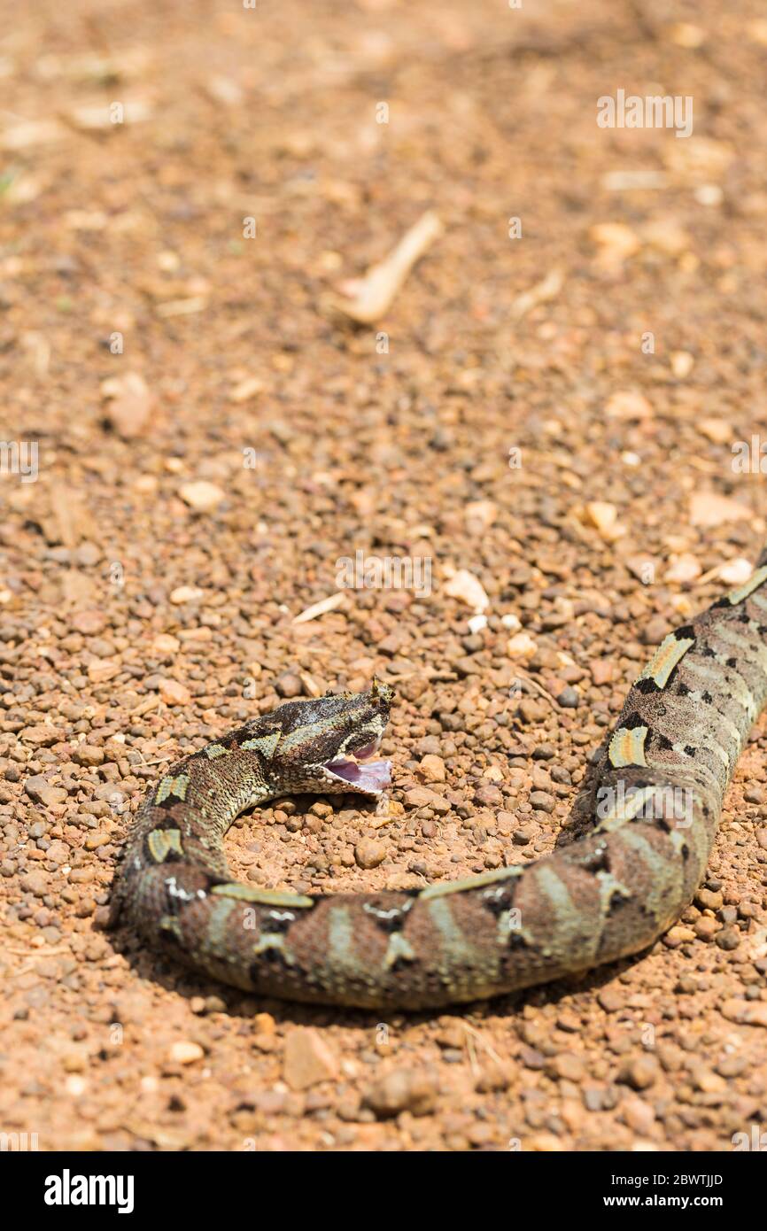 rhinoceros viper for sale rhinoceros viper for sale