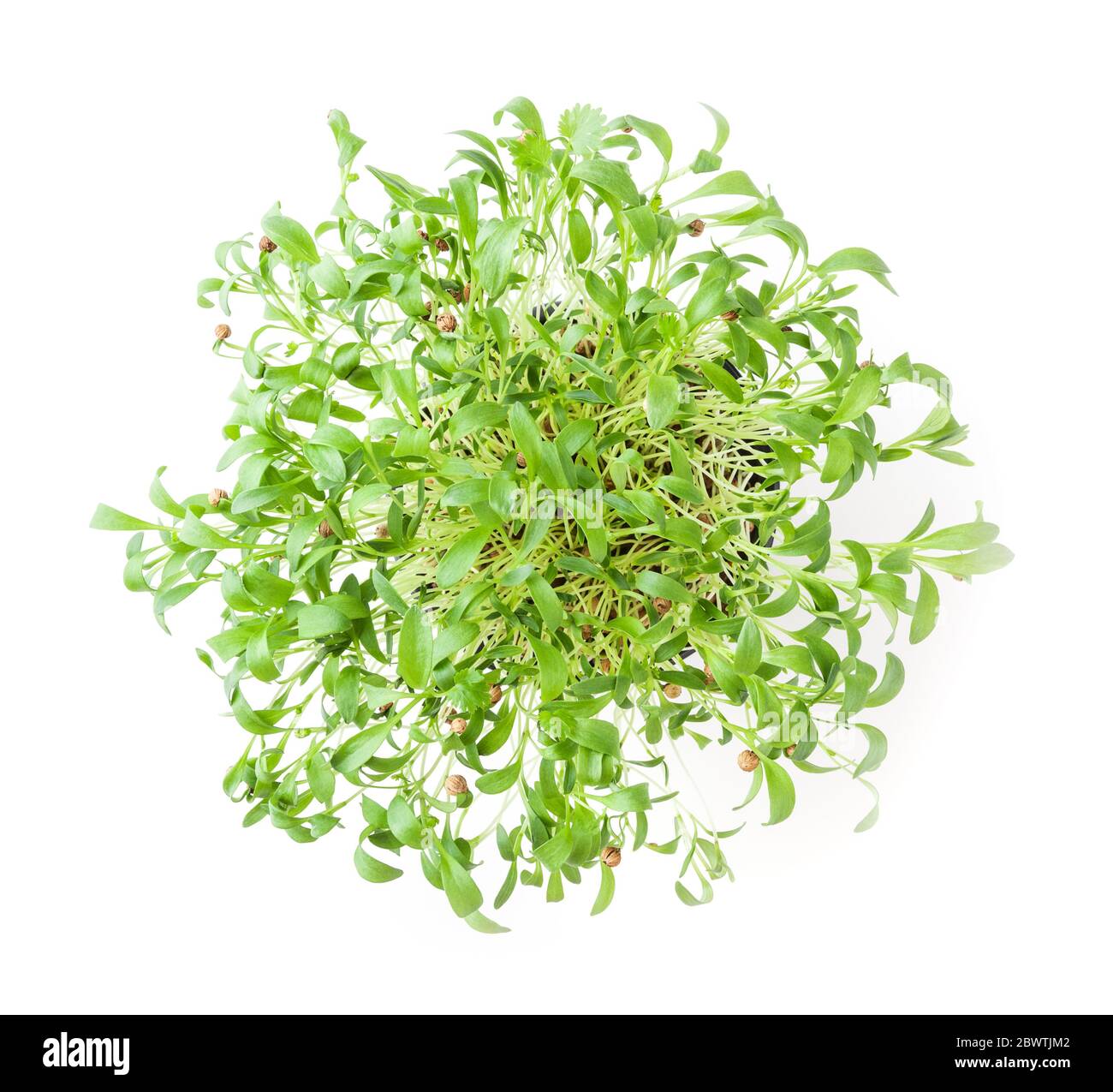 Micro greens coriander sprouts isolated on white background Stock Photo