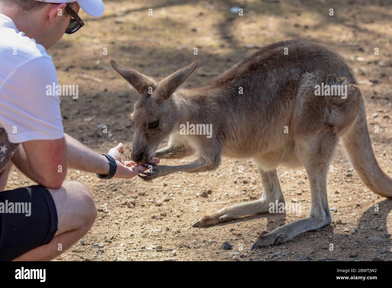 Kangaroos and koalas in Australia Stock Photo Alamy