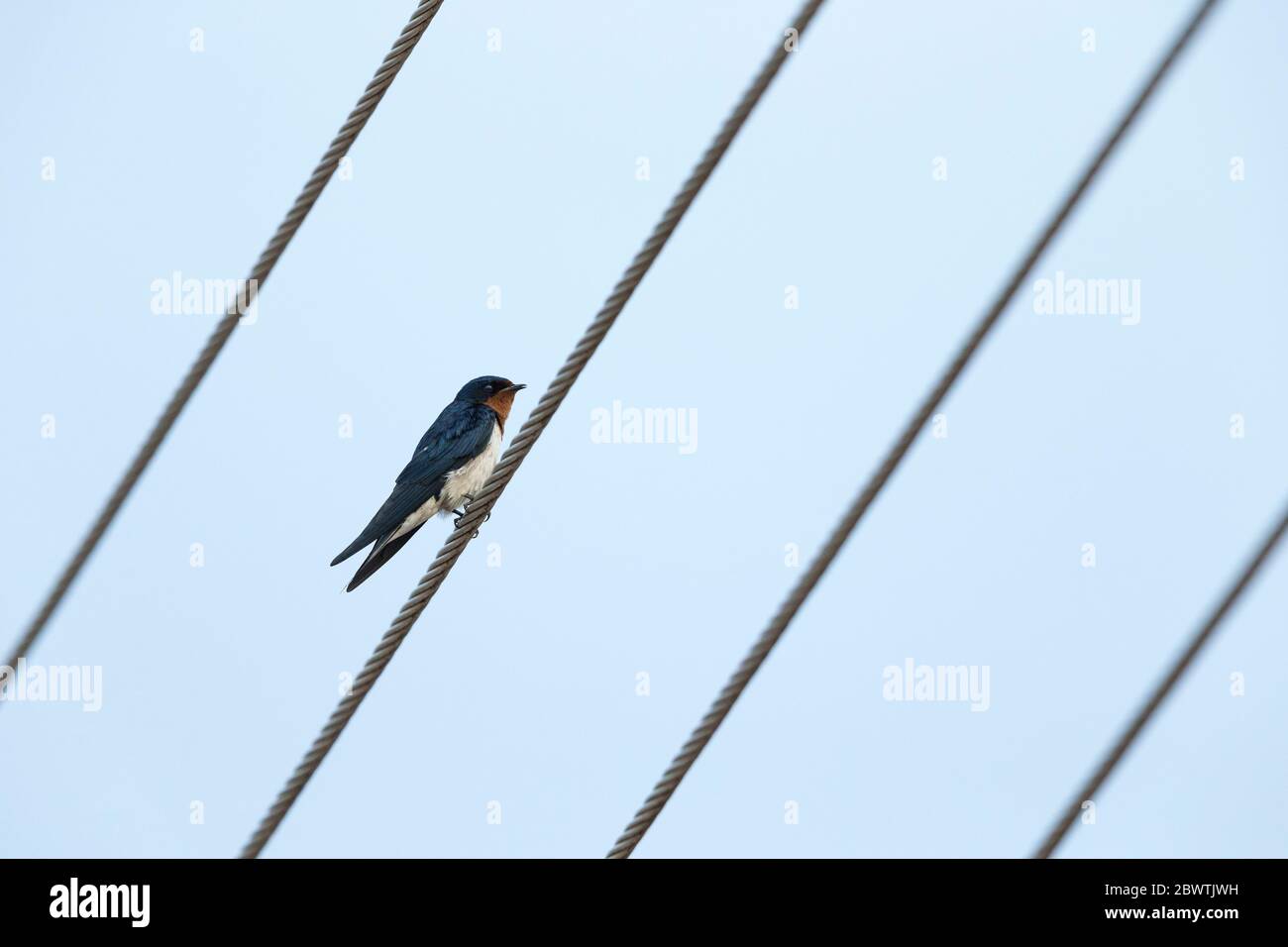Red-chested swallow Hirundo lucida, perched on wires, Larabanga, Ghana, March Stock Photo