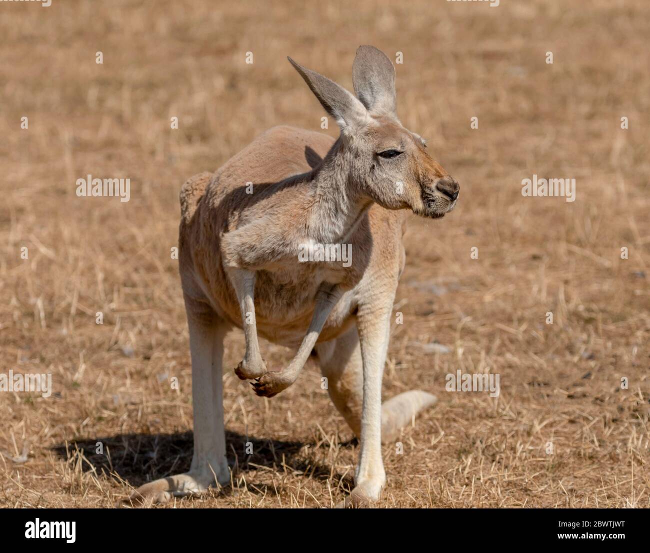 Kangaroos and koalas in Australia Stock Photo Alamy