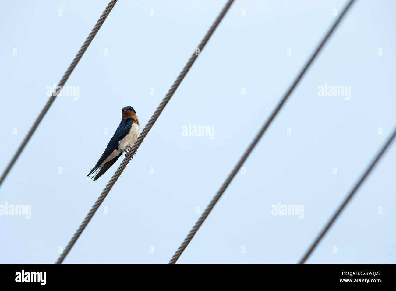 Red-chested swallow Hirundo lucida, perched on wires, Larabanga, Ghana, March Stock Photo