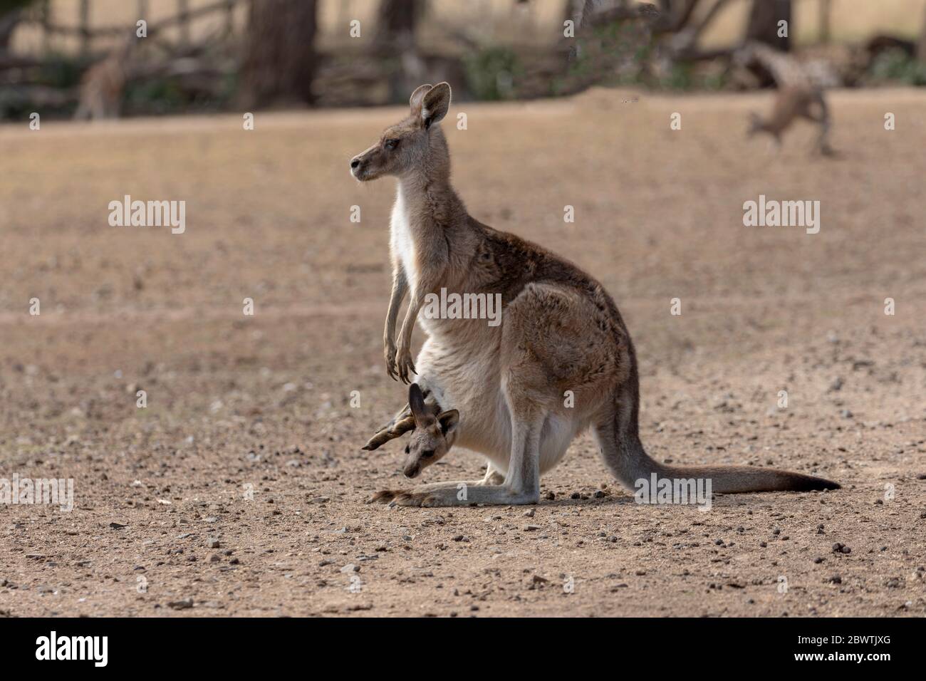 Kangaroos and koalas in Australia Stock Photo Alamy