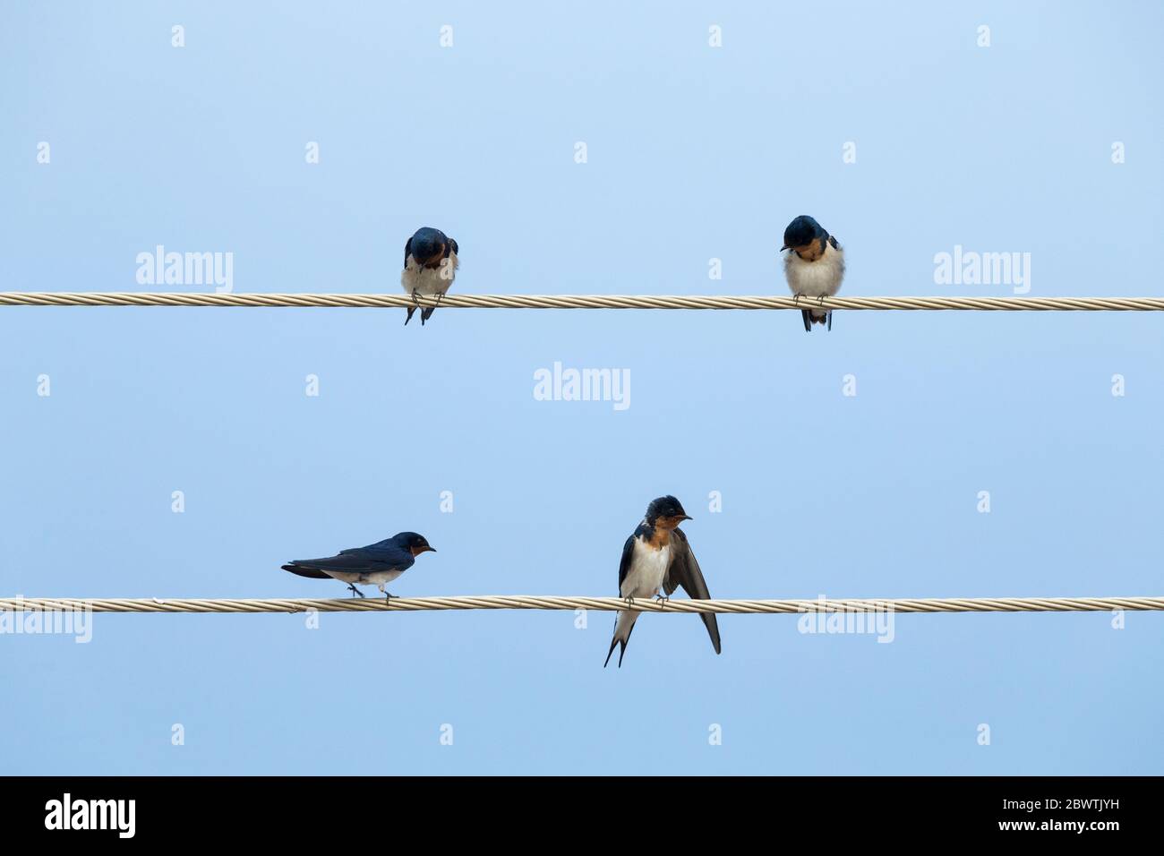 Red-chested swallow Hirundo lucida, perched on wires, Larabanga, Ghana, March Stock Photo