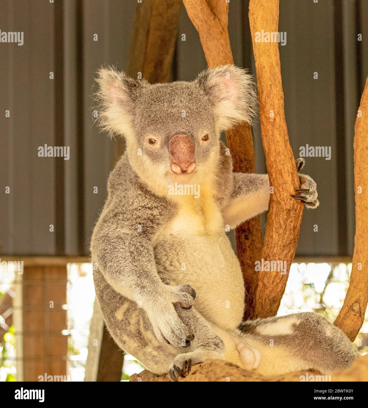 Kangaroos and koalas in Australia Stock Photo Alamy