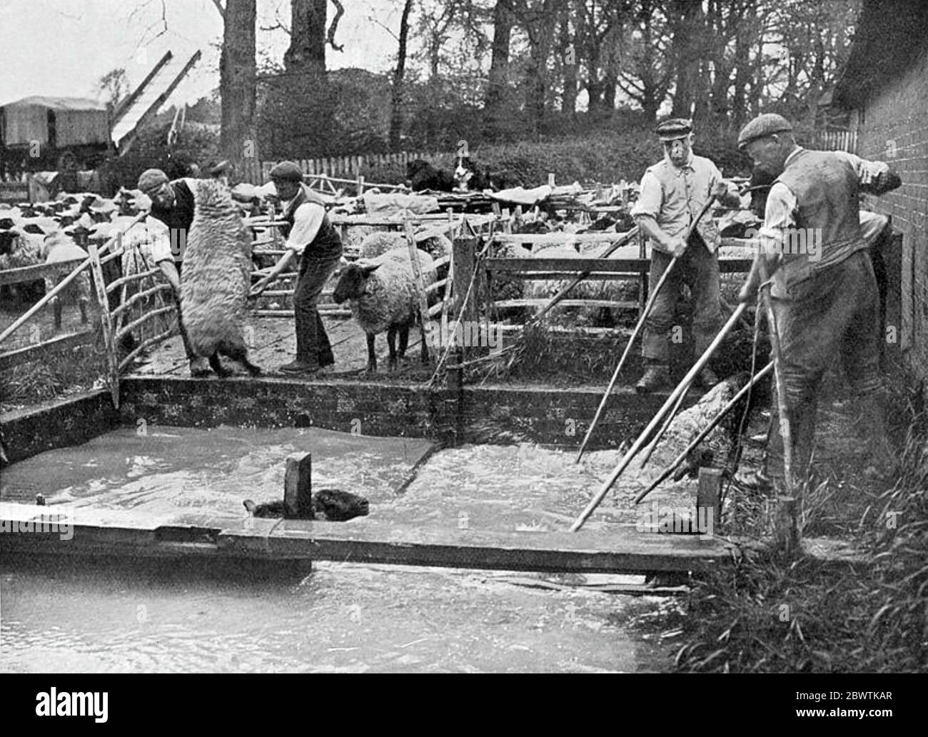 SHEEP DIPPING in England about 1910 Stock Photo