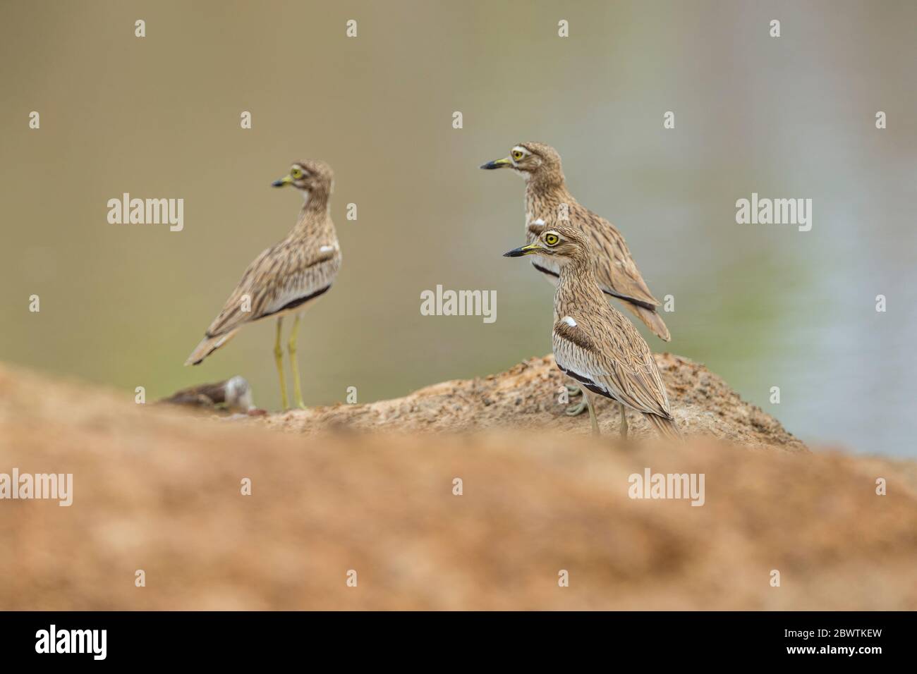 Senegal thick-knee Burhinus senegalensis, Mole National Park, Larabanga, Ghana, March Stock Photo