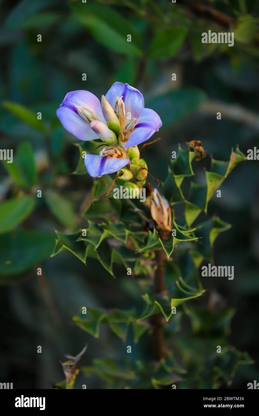 Acanthus Ilicifolius flower. Selective focus. Shallow depth of field. Background blur. Stock Photo