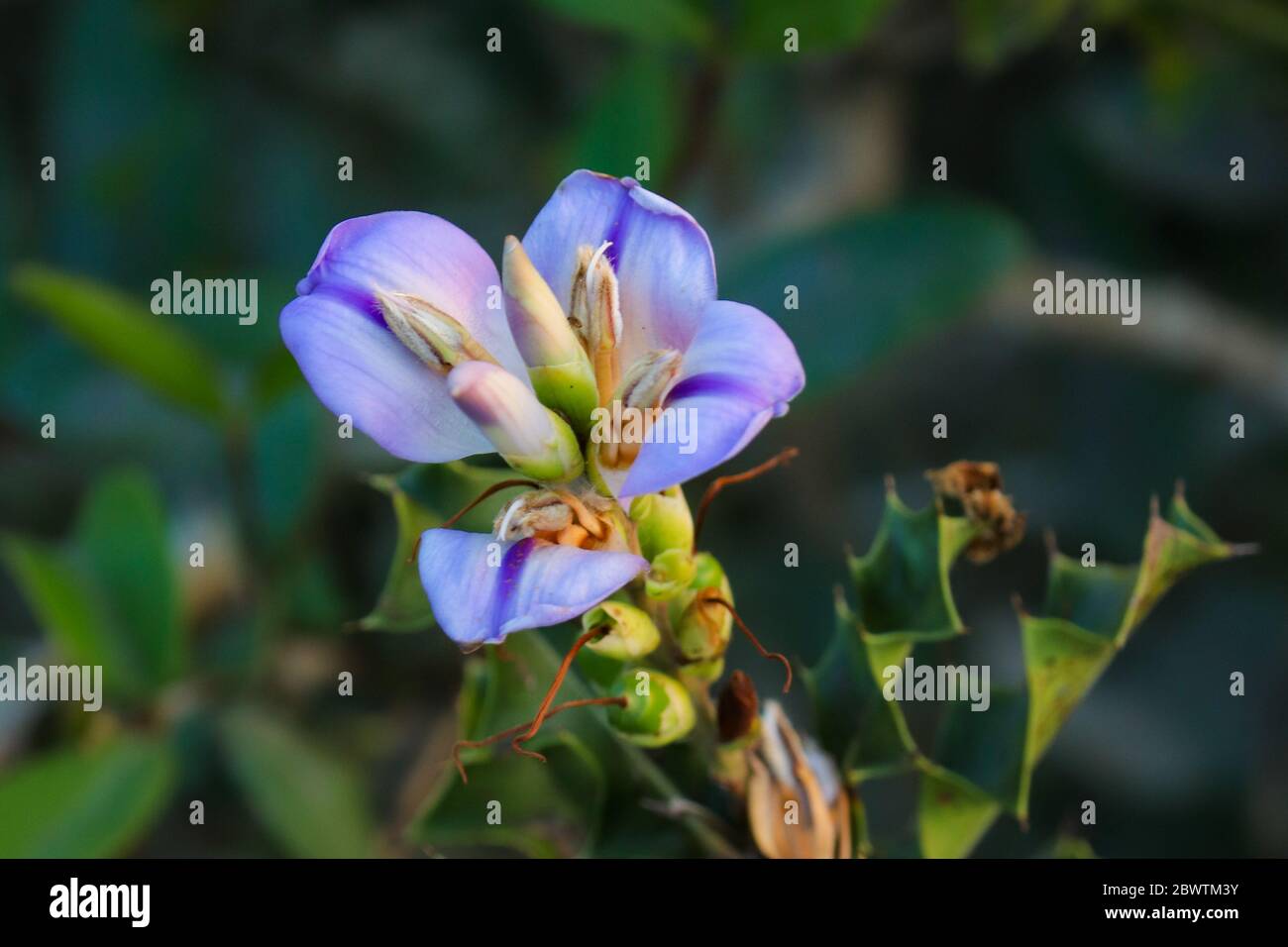 Landscape Acanthus Ilicifolius flower. Selective focus. Shallow depth of field. Background blur. Stock Photo