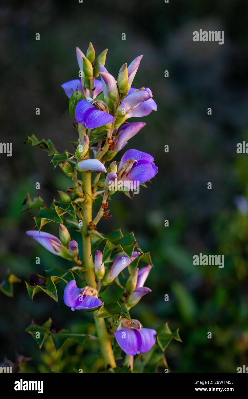 Acanthus Ilicifolius flowers. Selective focus. Shallow depth of field. Background blur. Stock Photo