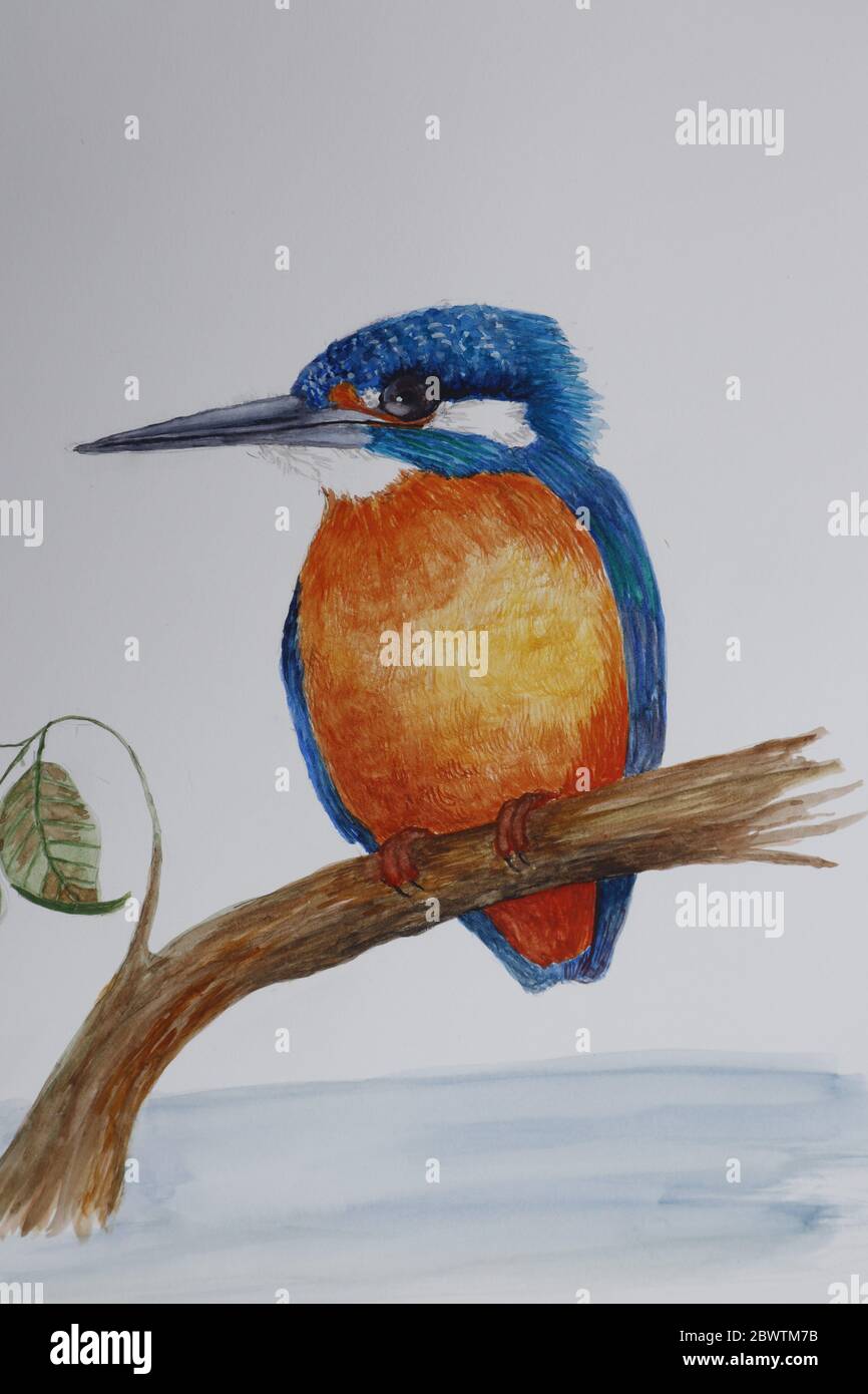 Watercolor painting of kingfisher Stock Photo - Alamy