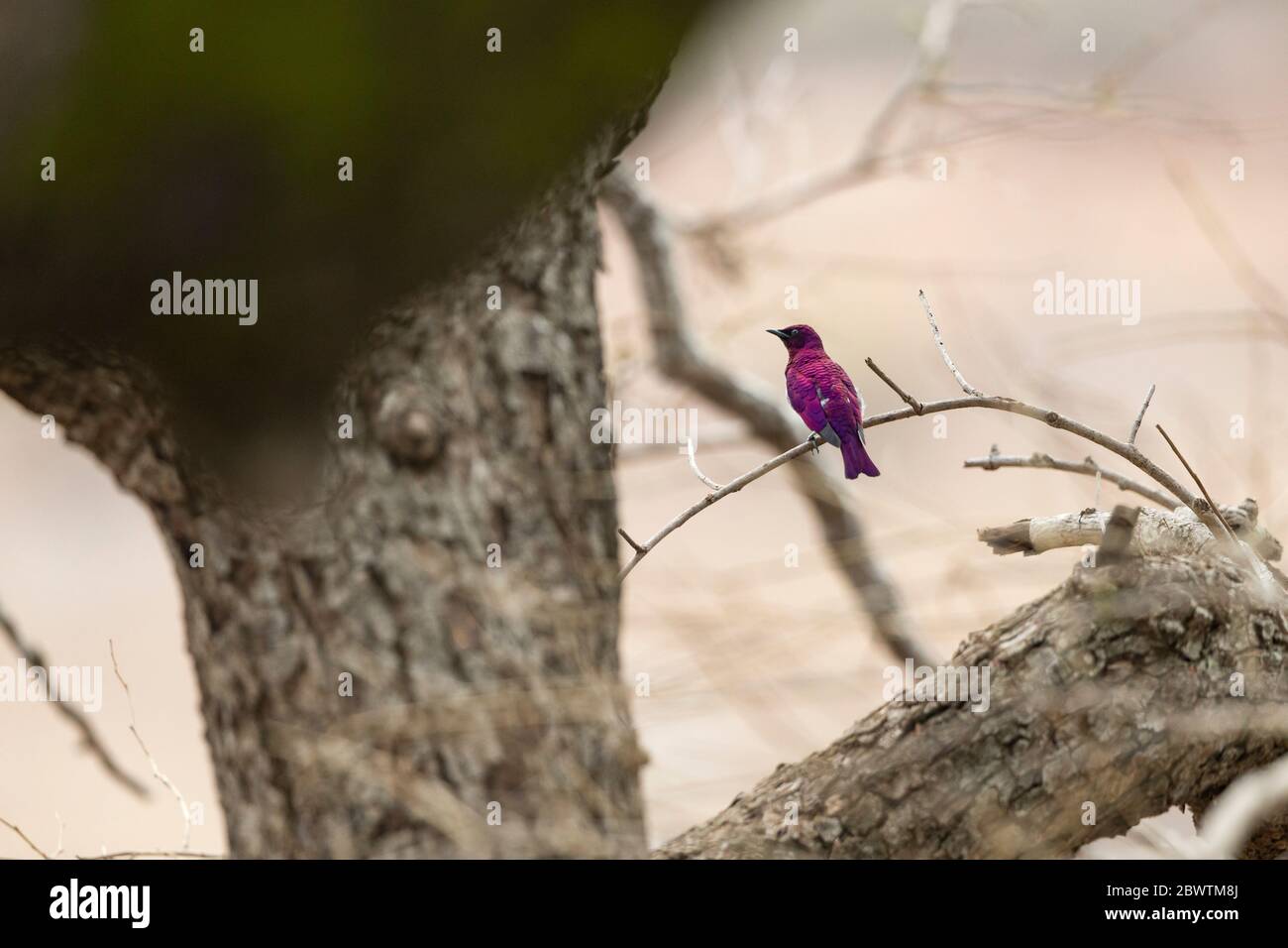 Violet-backed starling Cinnyricinclus leucogaster, adult male, perched in tree, Mole National Park, Ghana, March Stock Photo