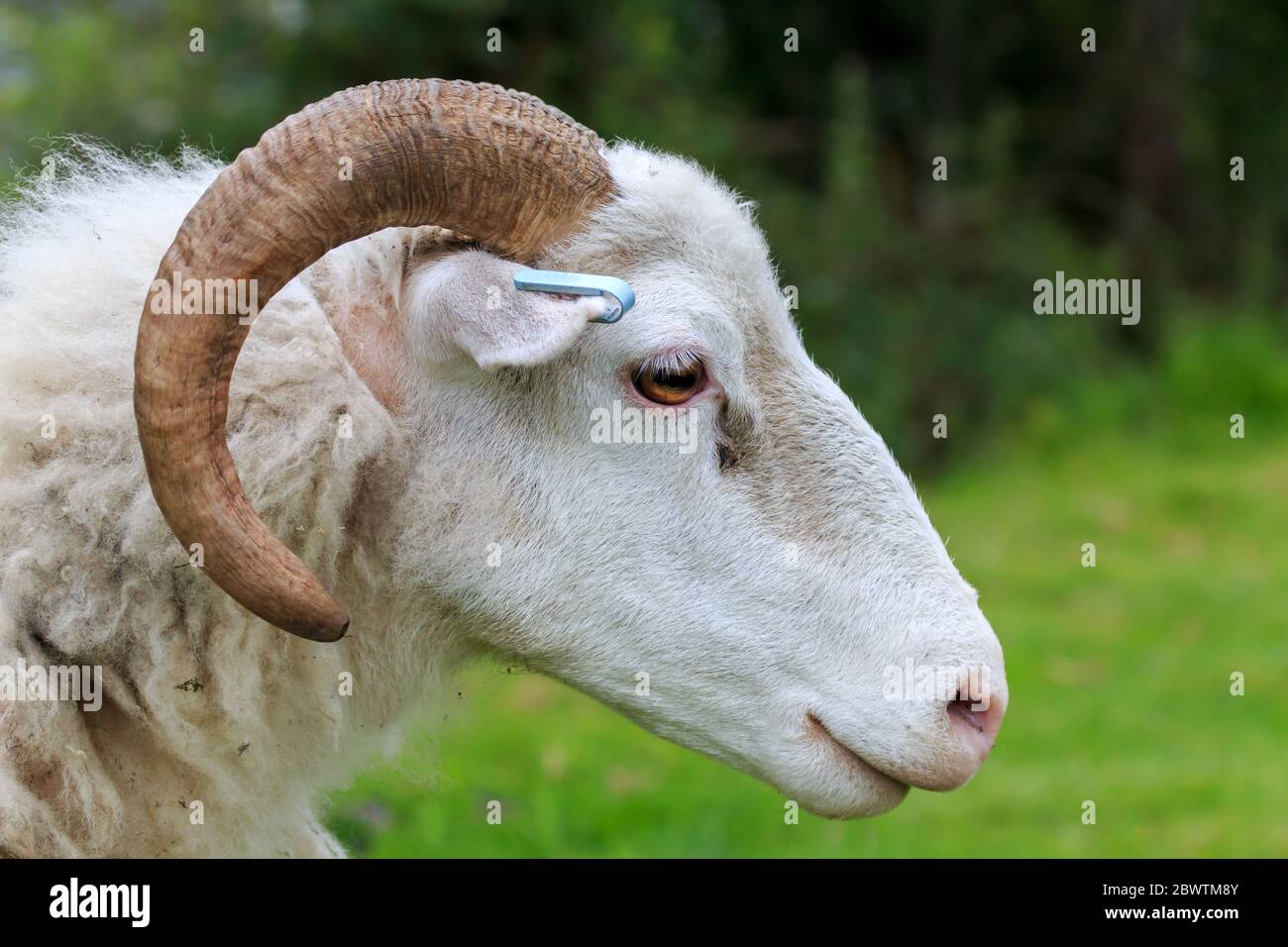 Animal portrate hires stock photography and images Alamy