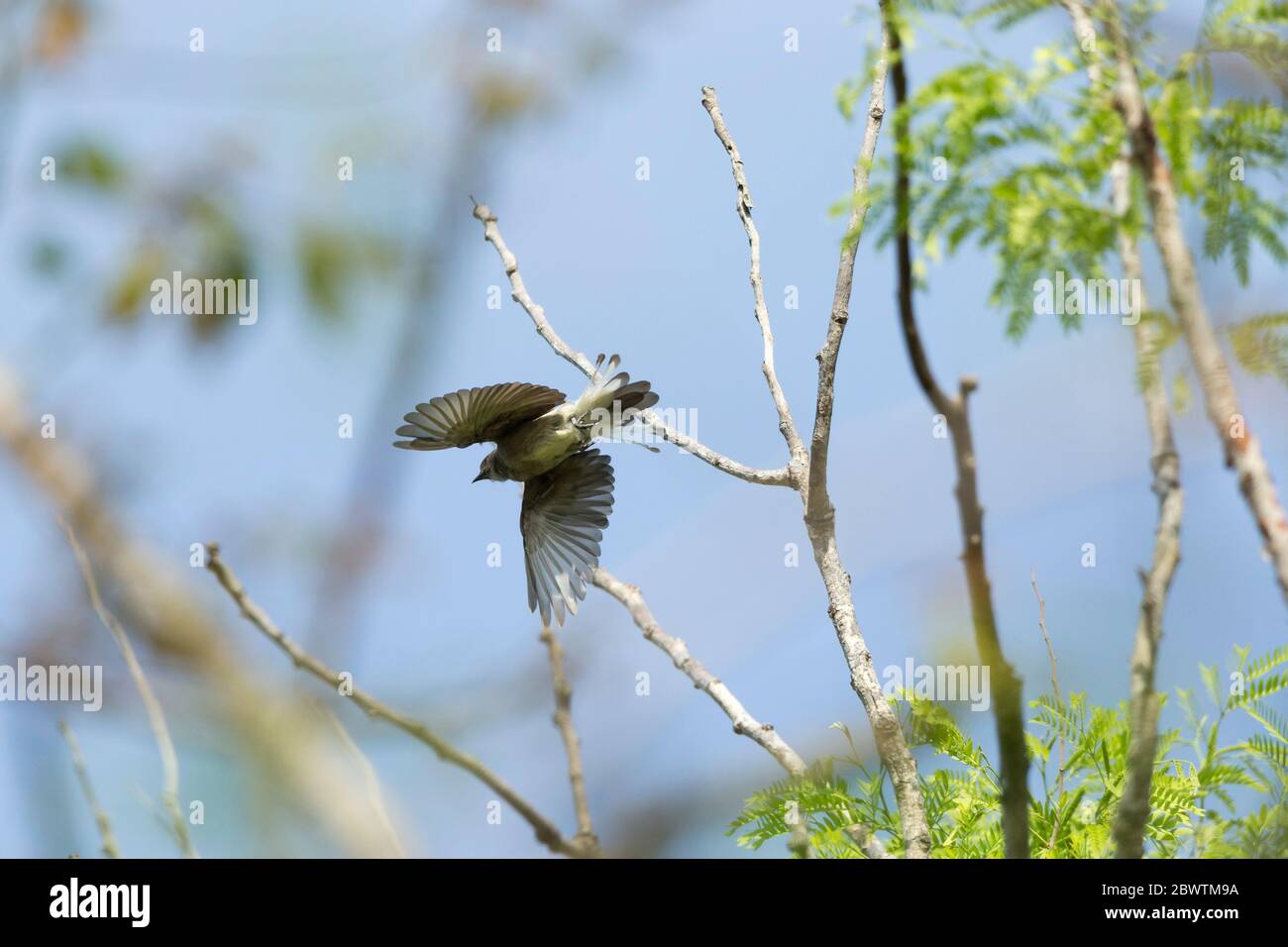 Wahlberg's honeybird Prodotiscus regulus, adult, in flight, near Mognori Eco Village, Ghana, March Stock Photo
