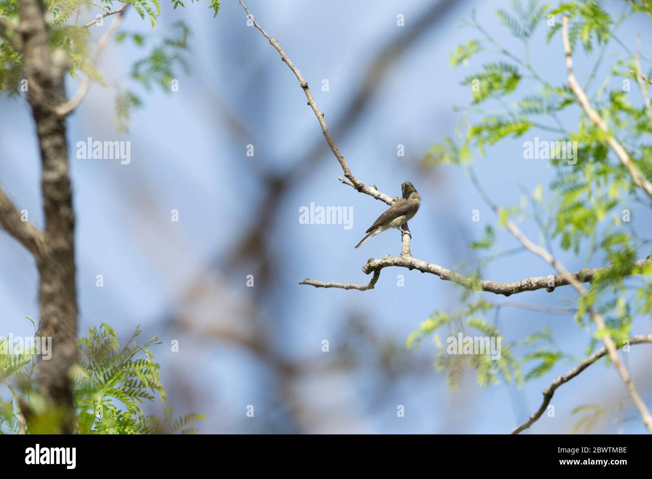 Wahlberg's honeybird Prodotiscus regulus, adult, perched in woodland canopy, near Mognori Eco Village, Ghana, March Stock Photo