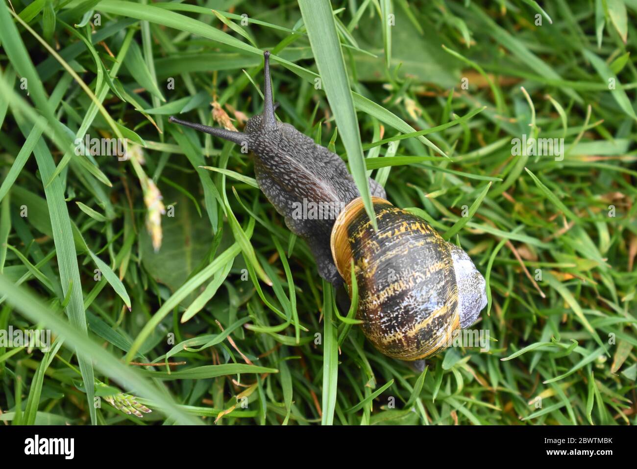 Grey snail with spiral shell and extended antennae moving right to left in long grass Stock Photo