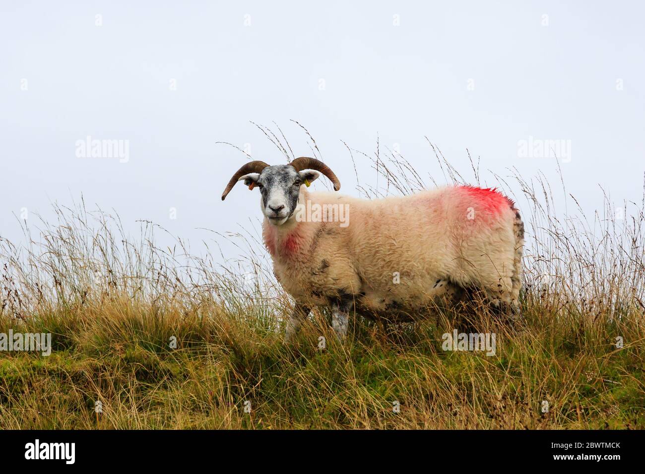 Scottish Blackface sheep standing at the top of hill in Scotland Stock Photo