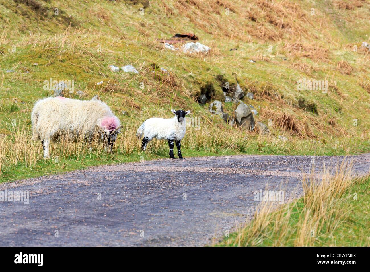 Scottish Blackface sheep with lamb Stock Photo