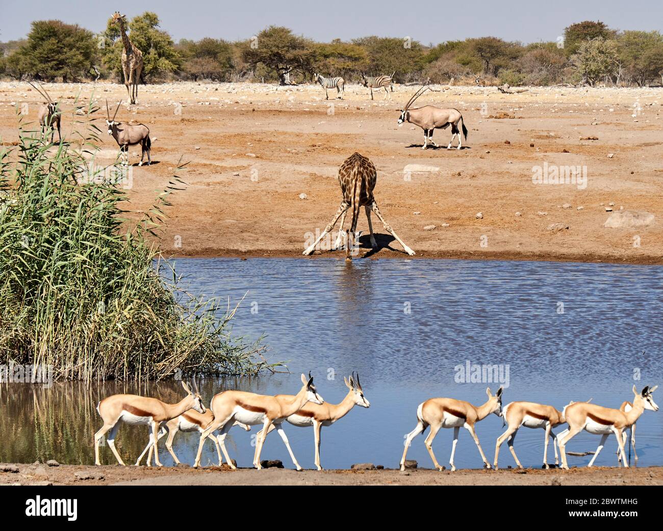 Giraffe drinking water surrounded by oryx and gazelles, Etosha National Park, Namibia. Stock Photo