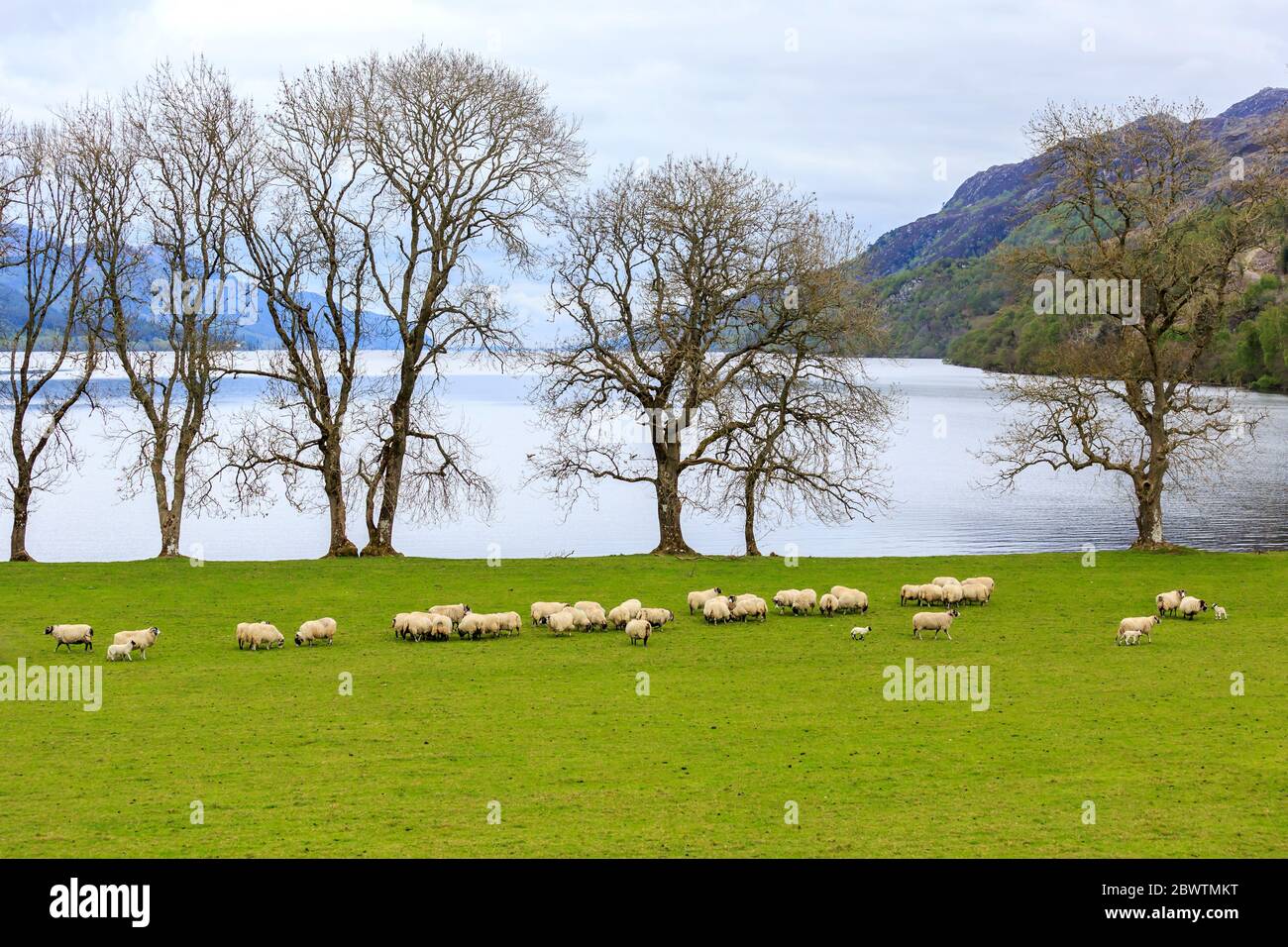 Scottish Blackface sheep grazing by loch Ness Scotland Stock Photo