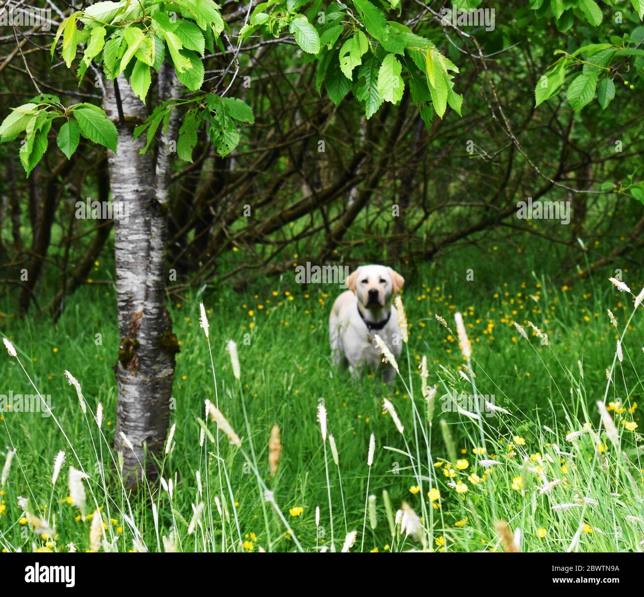 Standing Golden Labrador with black collar looking at camera in woodland with trees, no people Stock Photo