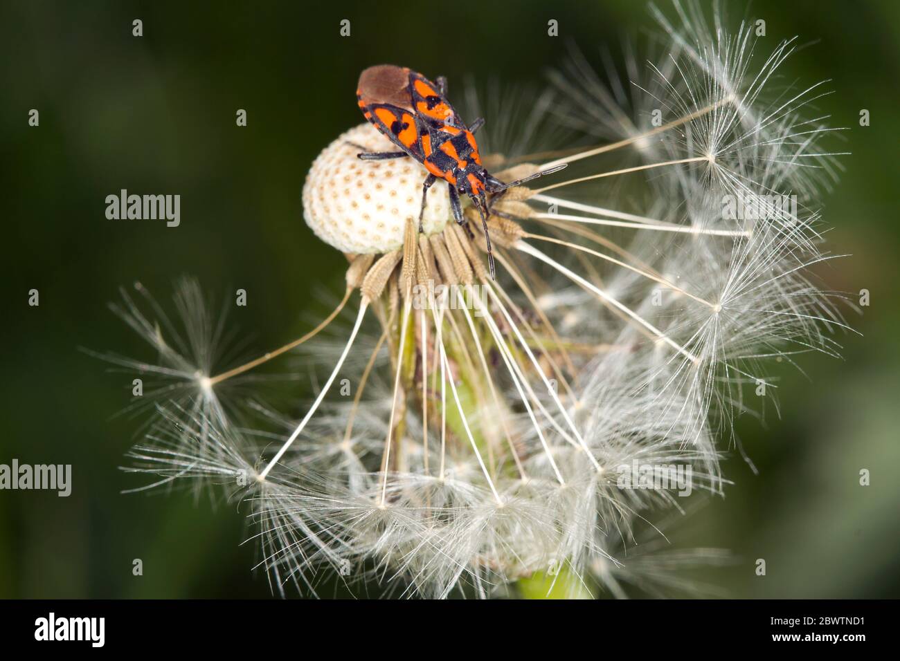 Germany, Close-up of firebug (Pyrrhocoris apterus) crawling on dandelion seed head Stock Photo
