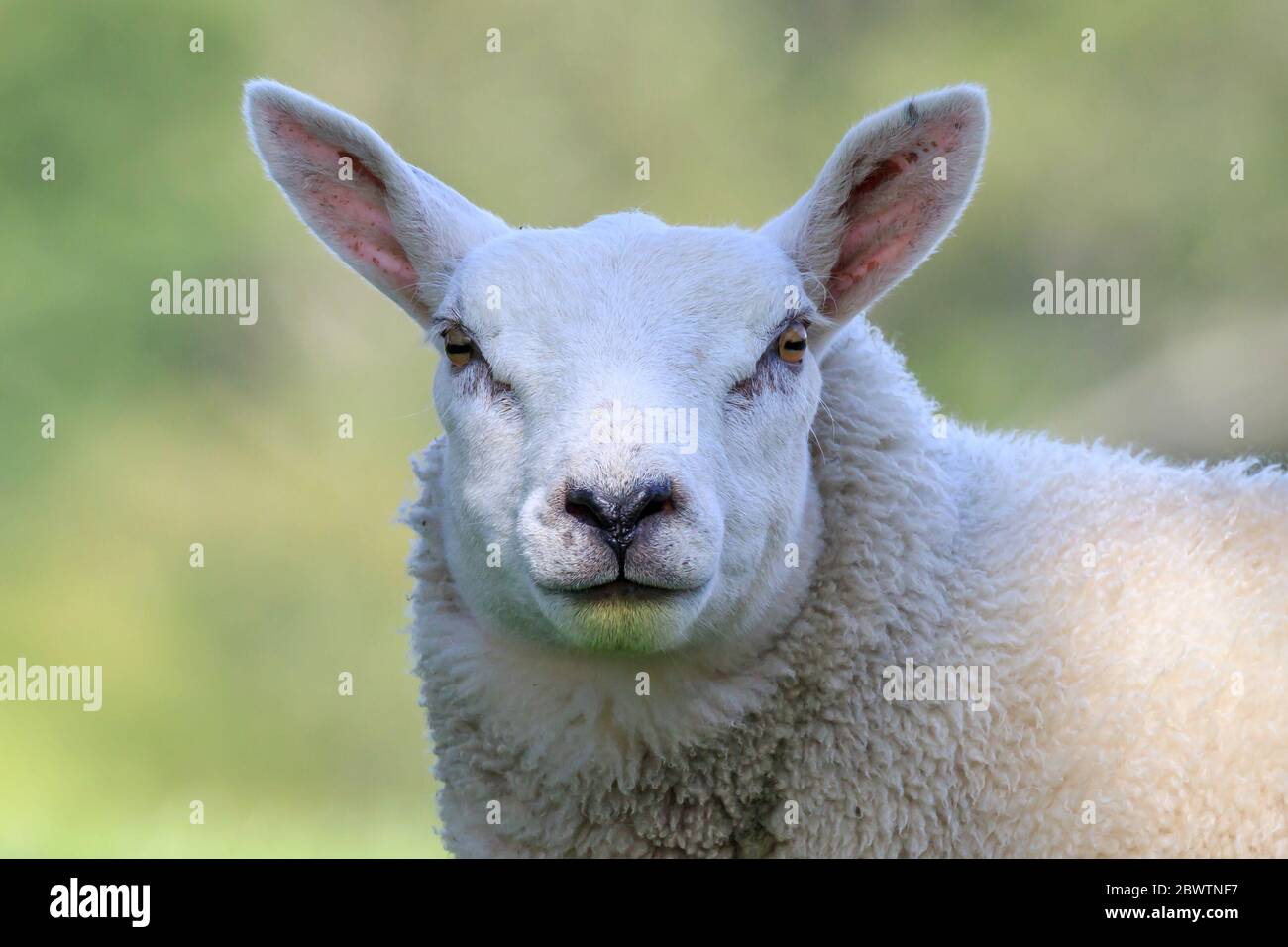Close up on the head of a Cheviot sheep Stock Photo