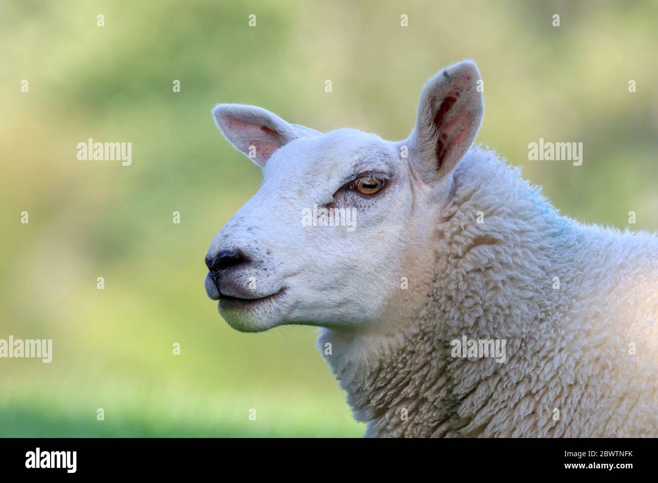 Close up on the head of a Cheviot sheep Stock Photo