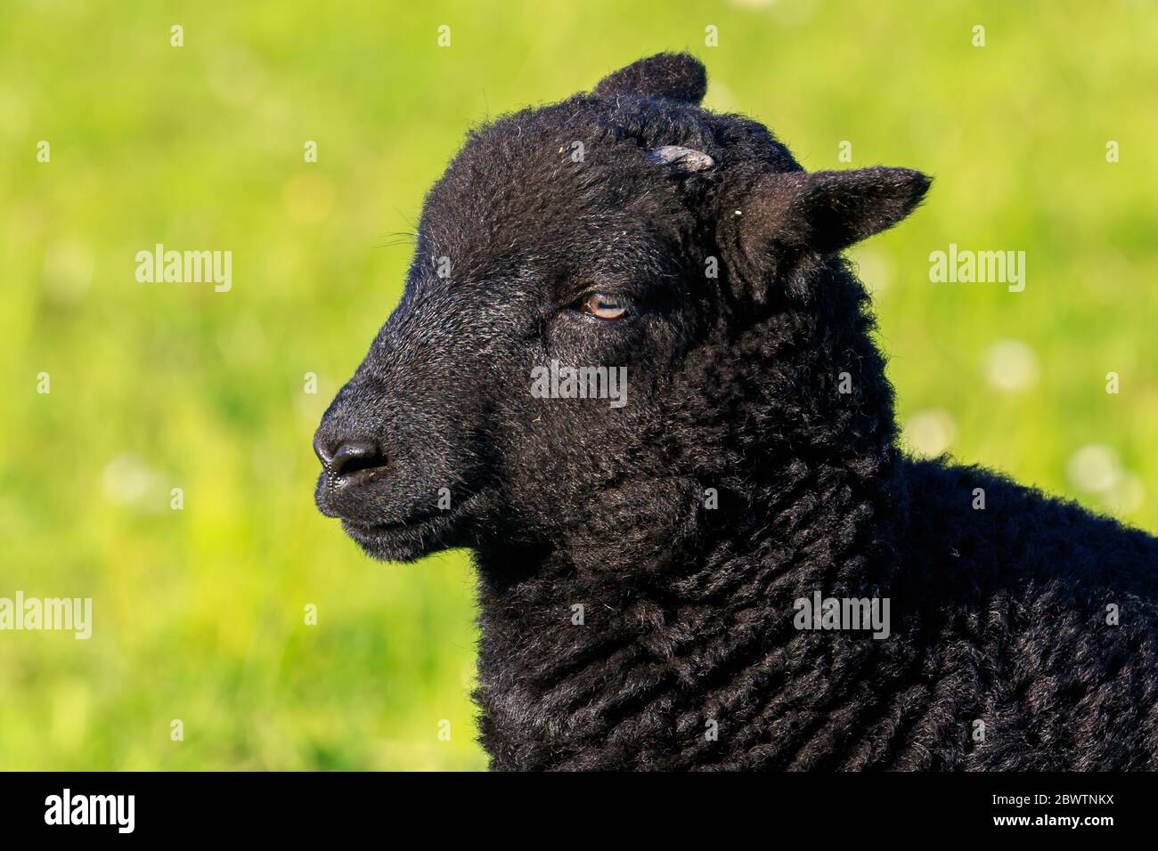 Close up on a unlit Black Lamb head Stock Photo