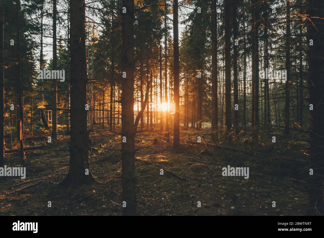 Sunset in the woods of Sodermanland, Nykoping, Sweden Stock Photo