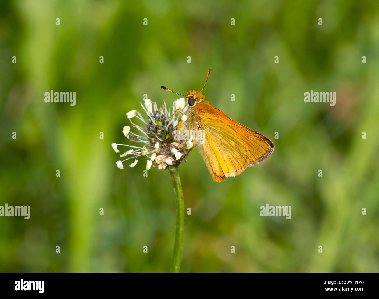 Germany, Close-up of red-underwing skipper (Spialia sertorius) perching on wildflower Stock Photo