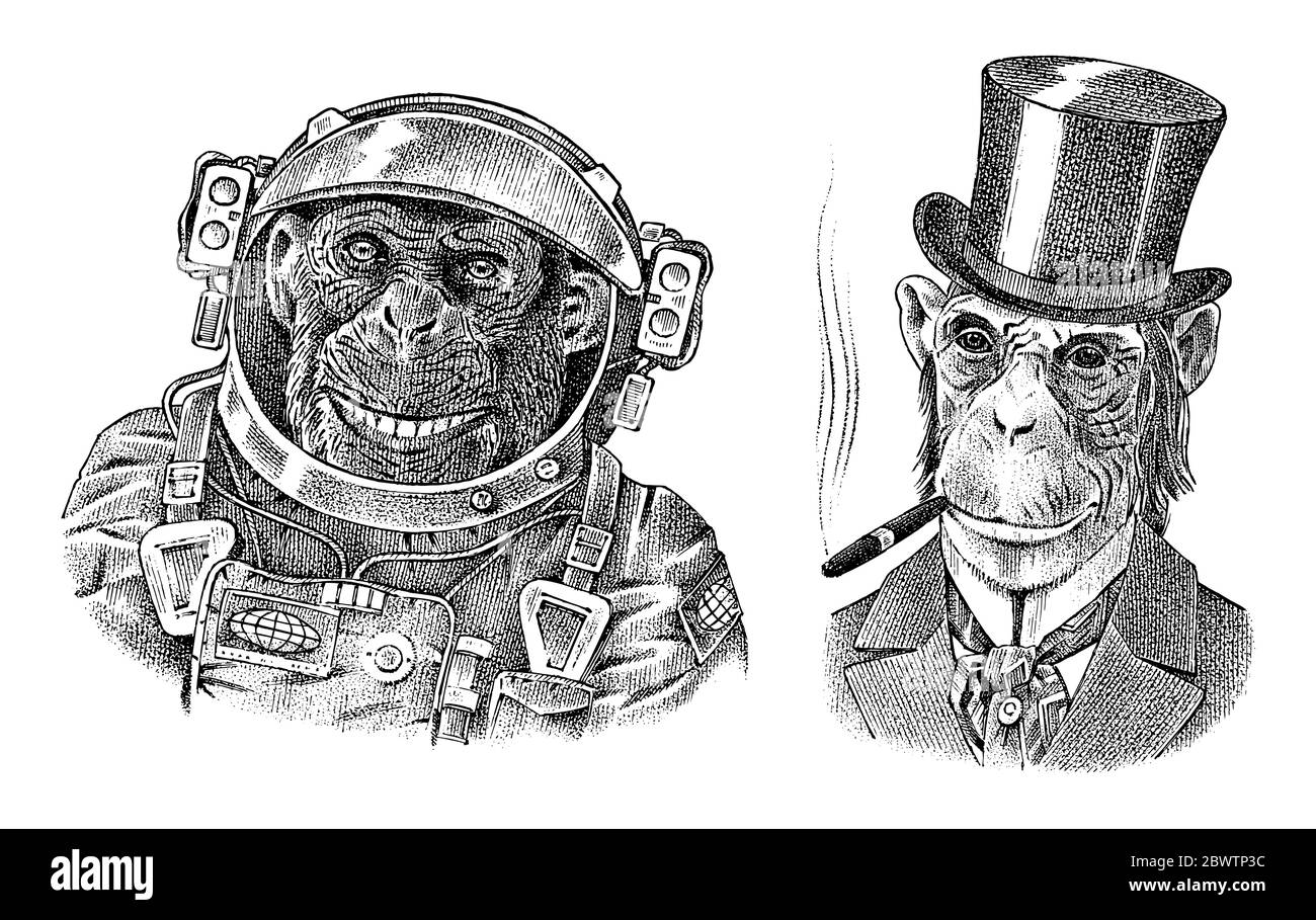 Monkey astronaut and gentleman with a cigar. Chimpanzee Spaceman dressed in Suit. Fashion Animal character. Hand drawn sketch. Vector engraved Stock Vector