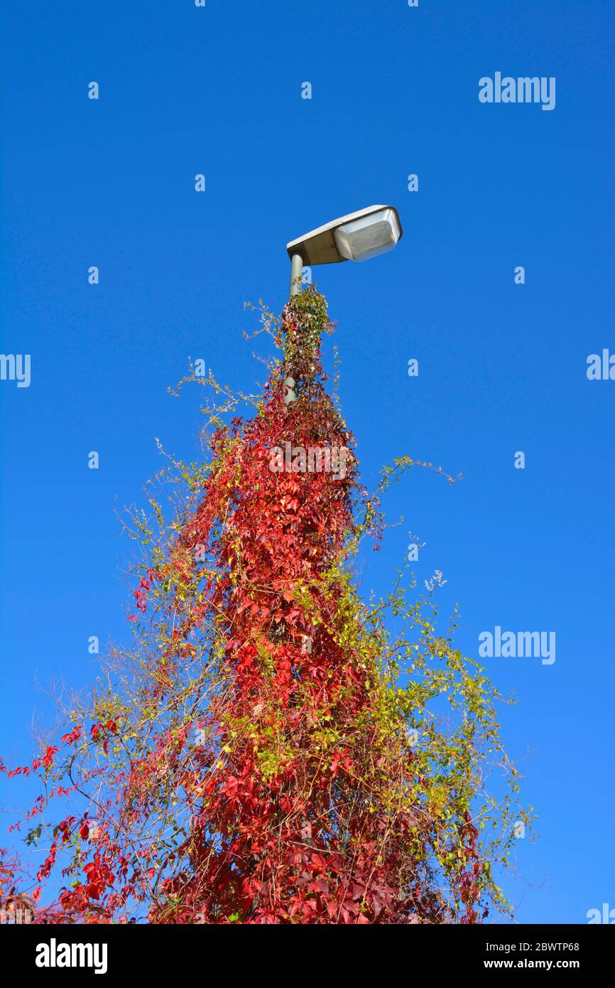 Street light covered of autumnal creeping plant Stock Photo