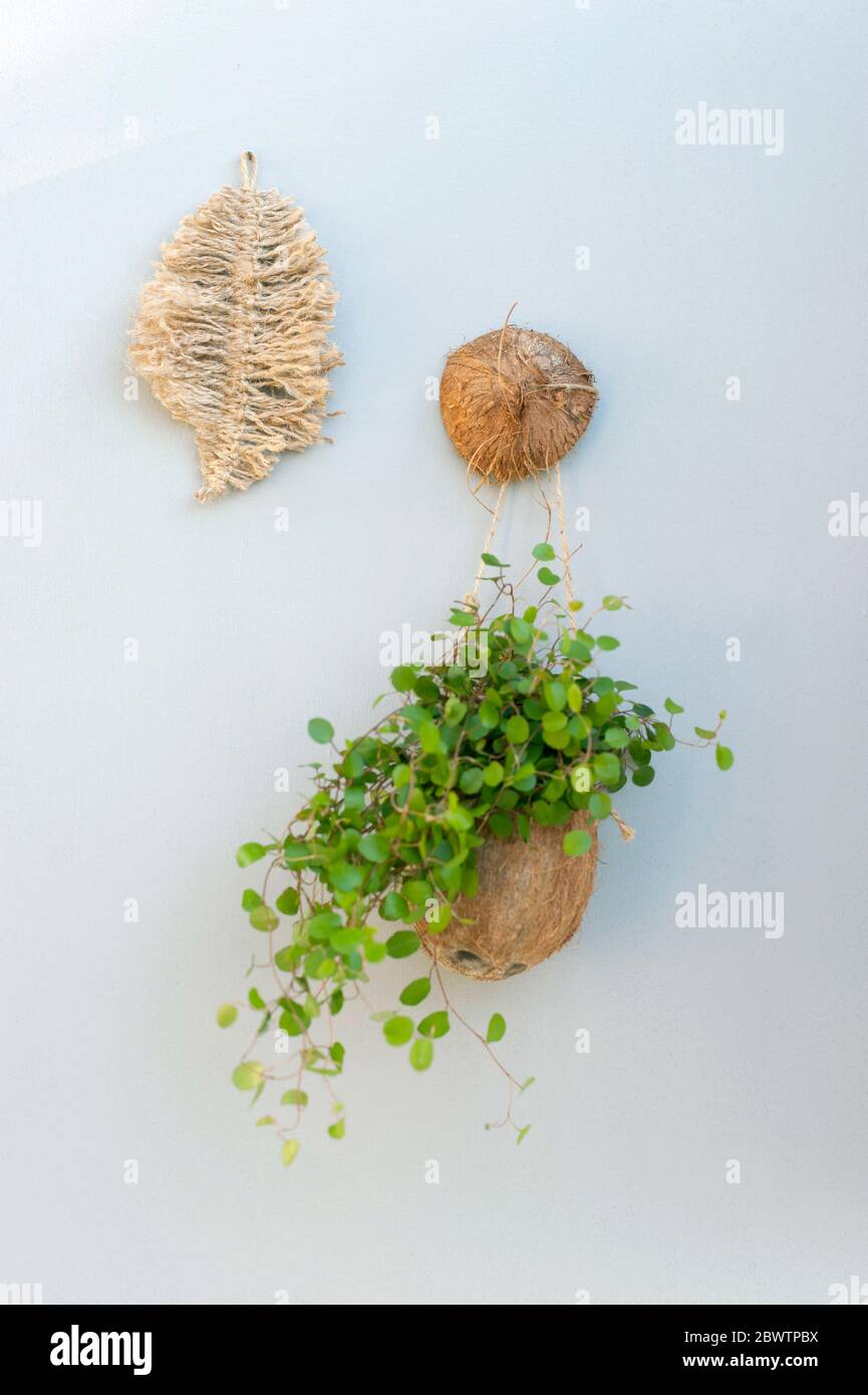 Germany, DIY duct tape macrame decoration and houseplant potted in coconut shell Stock Photo