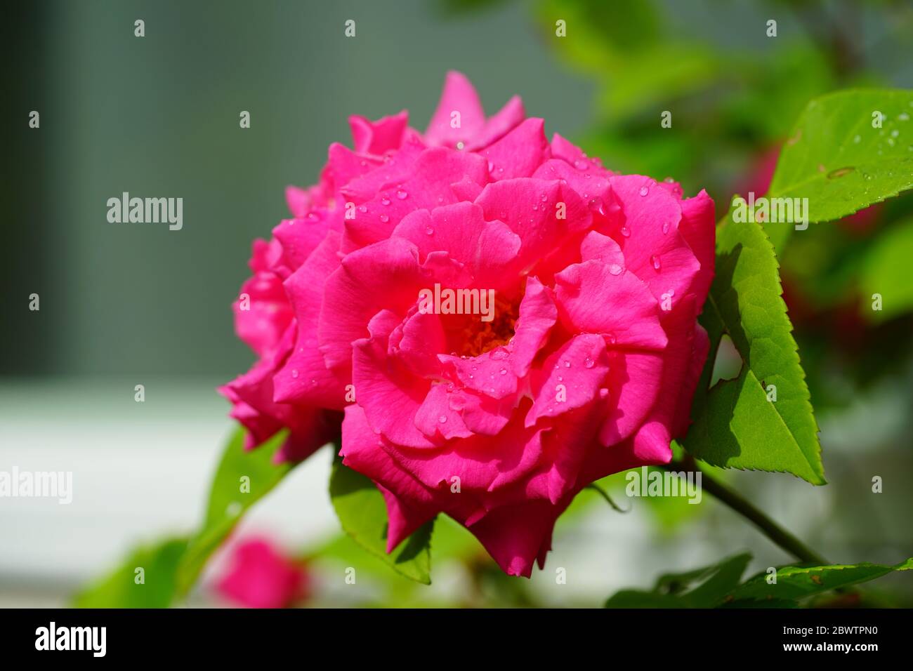 Fragrant pink blooms of the heirloom Zephirine Drouhin climbing rose Stock Photo