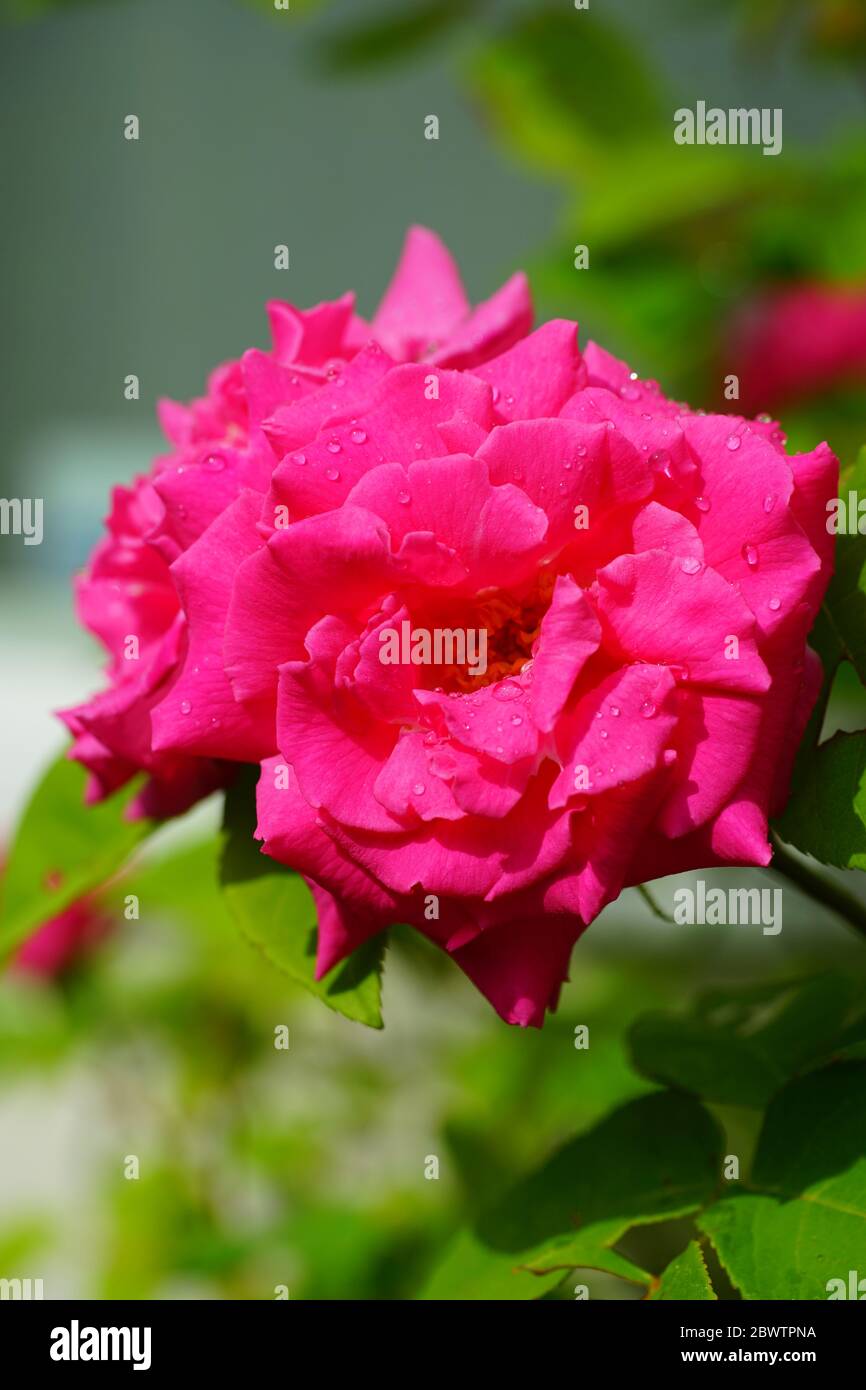 Fragrant pink blooms of the heirloom Zephirine Drouhin climbing rose Stock Photo