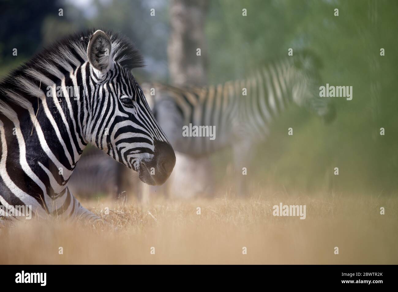 Portrait burchells zebra equus quagga burchellii resting mlilwane ...