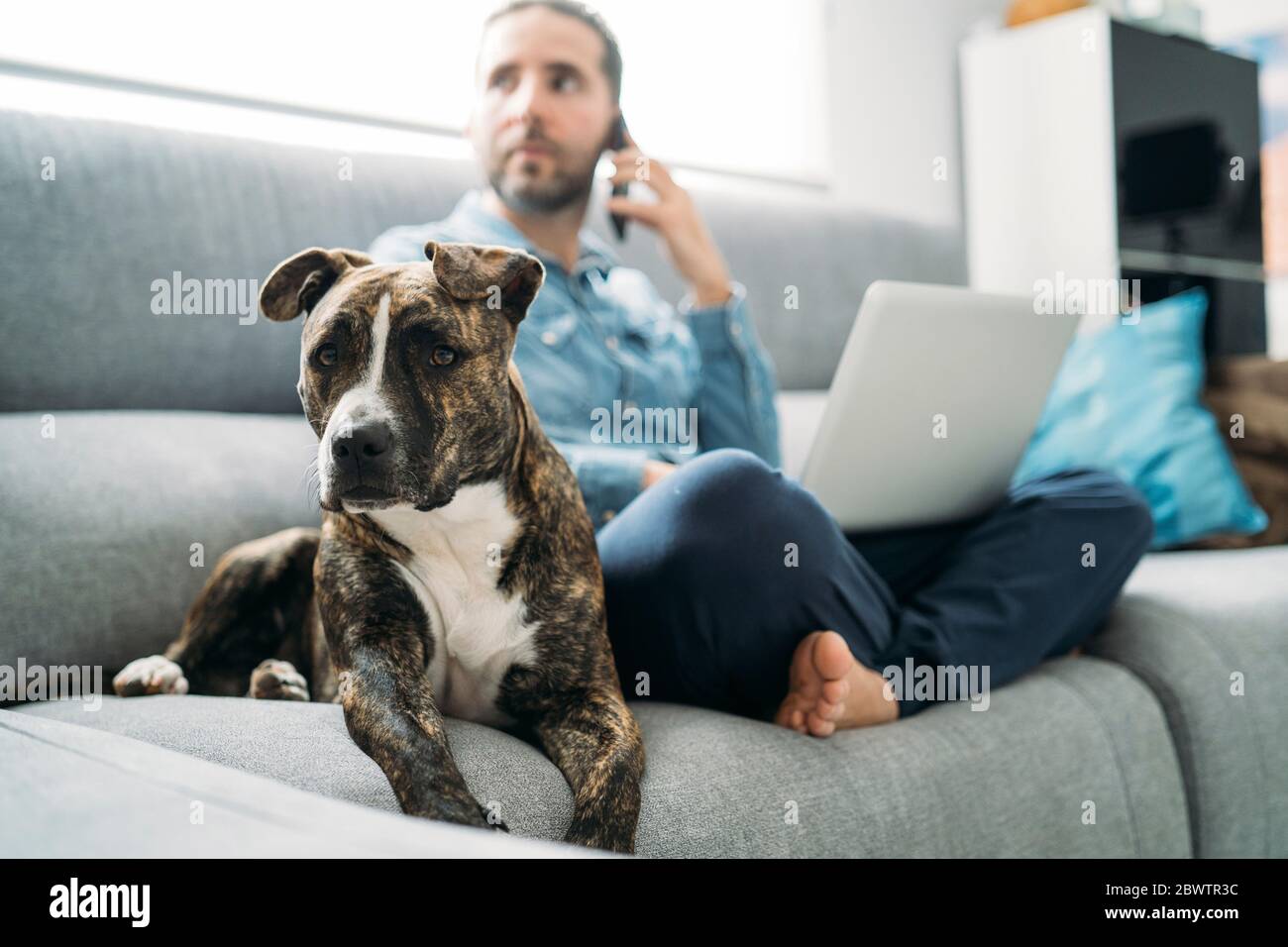 Dog sitting by businessman working from home during coronavirus pandemic outbreak, Almeria, Spain, Europe Stock Photo