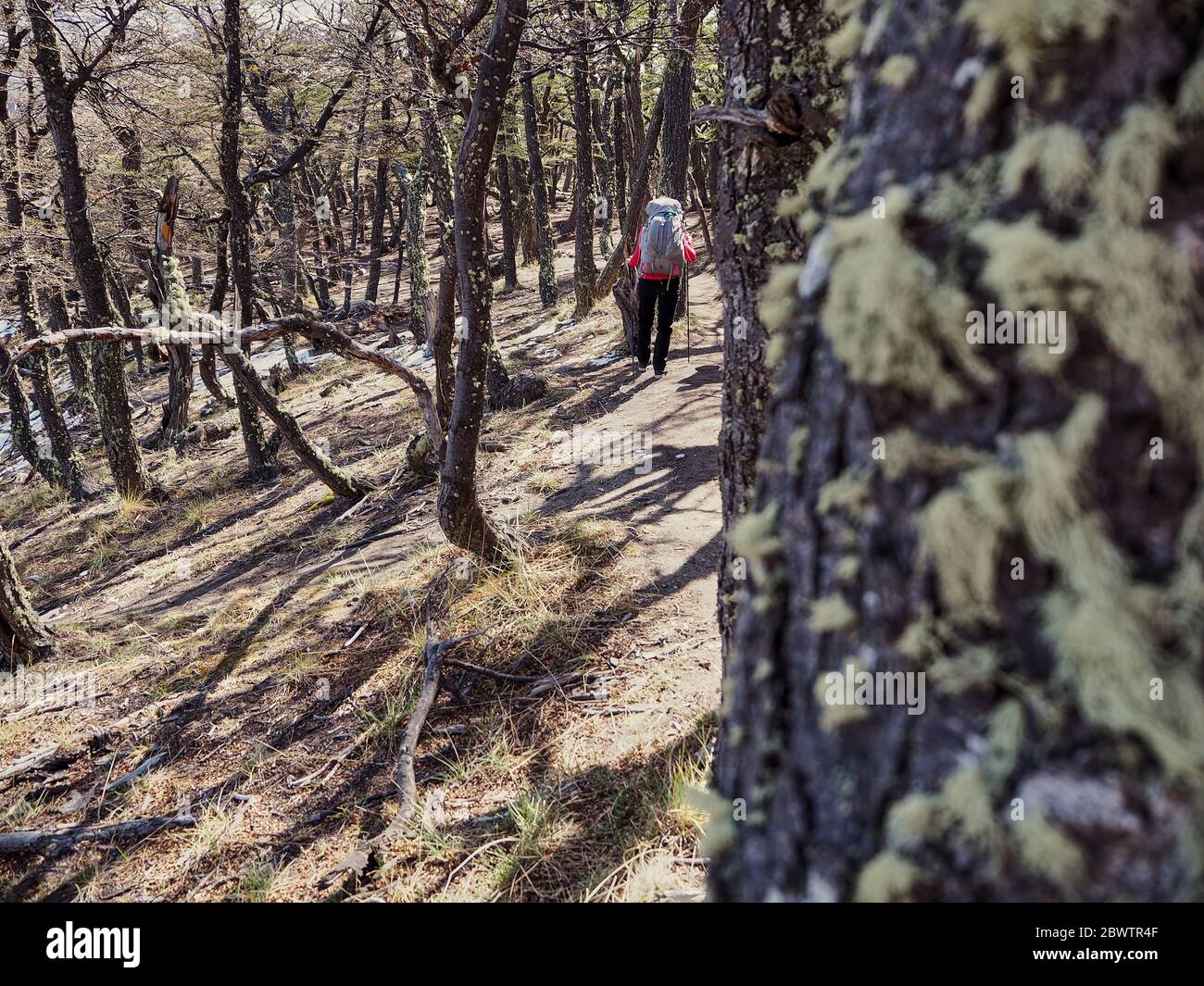 Rear view of woman with her backpack hiking in the forest, El Chalten ...