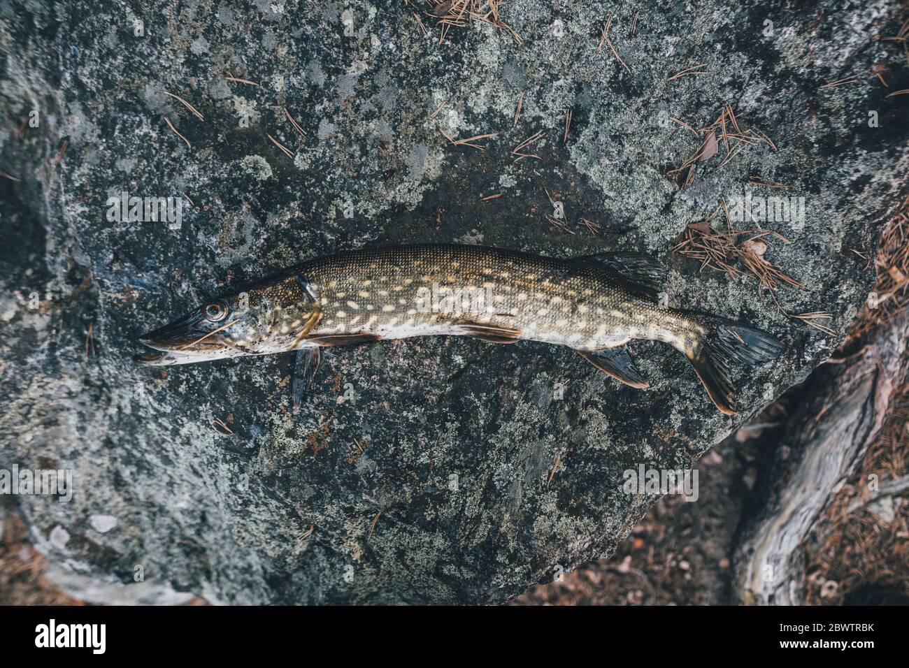 Caught pike on stone Stock Photo