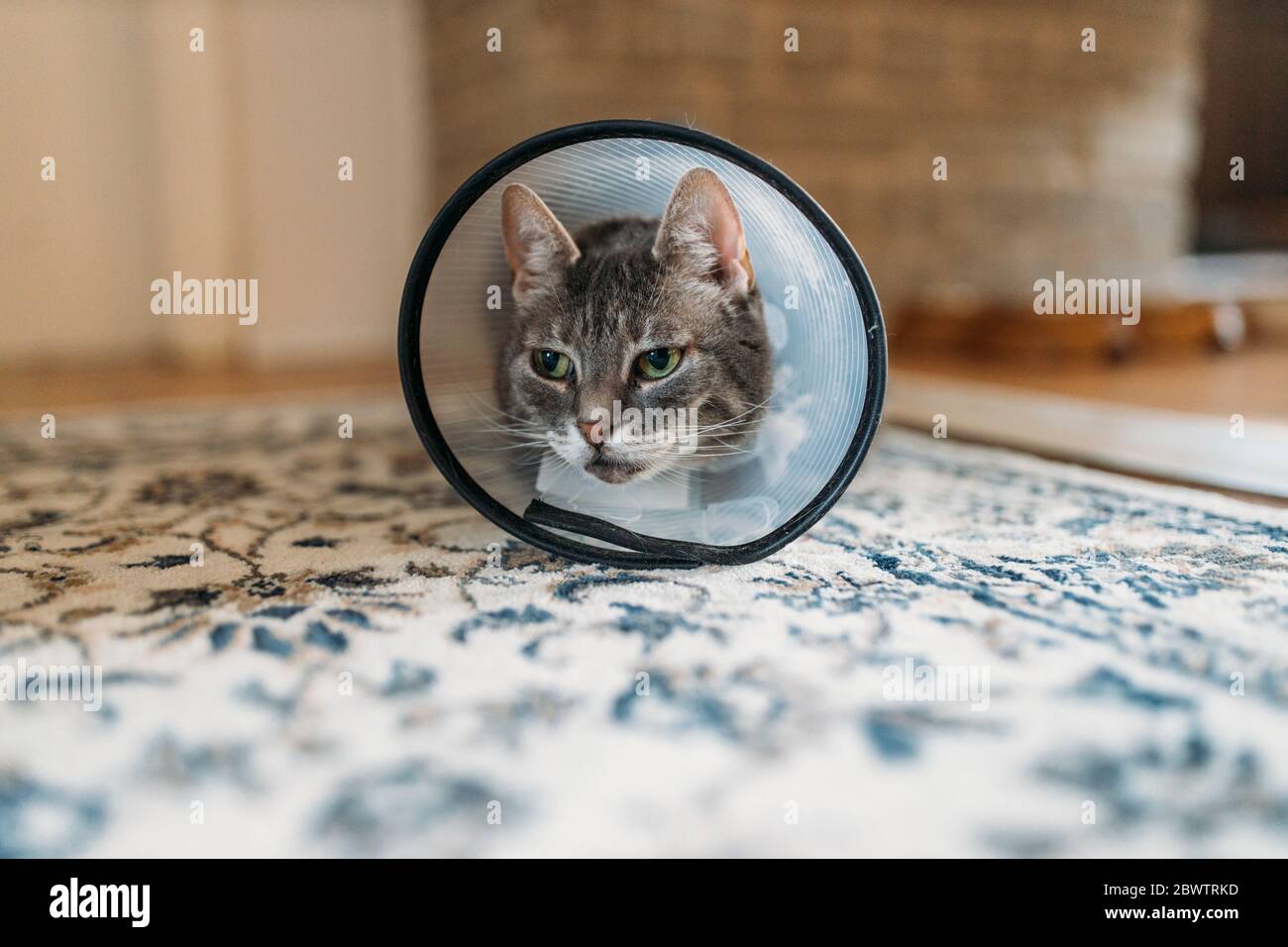 Portrait of cat with Elizabethan collar on carpet Stock Photo Alamy