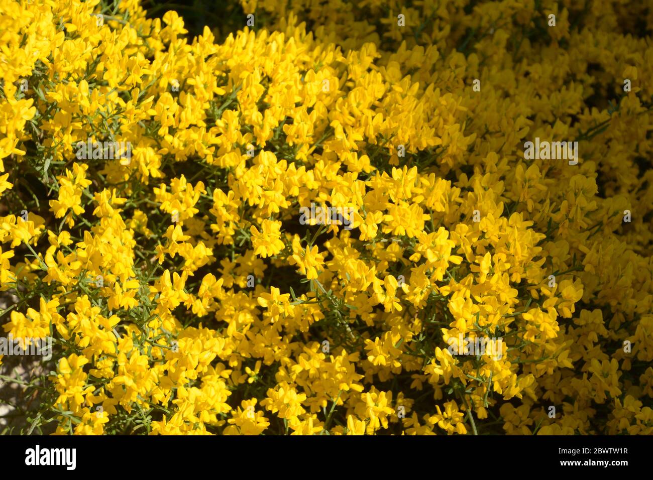 bush of genista pulchella in summer sun Stock Photo