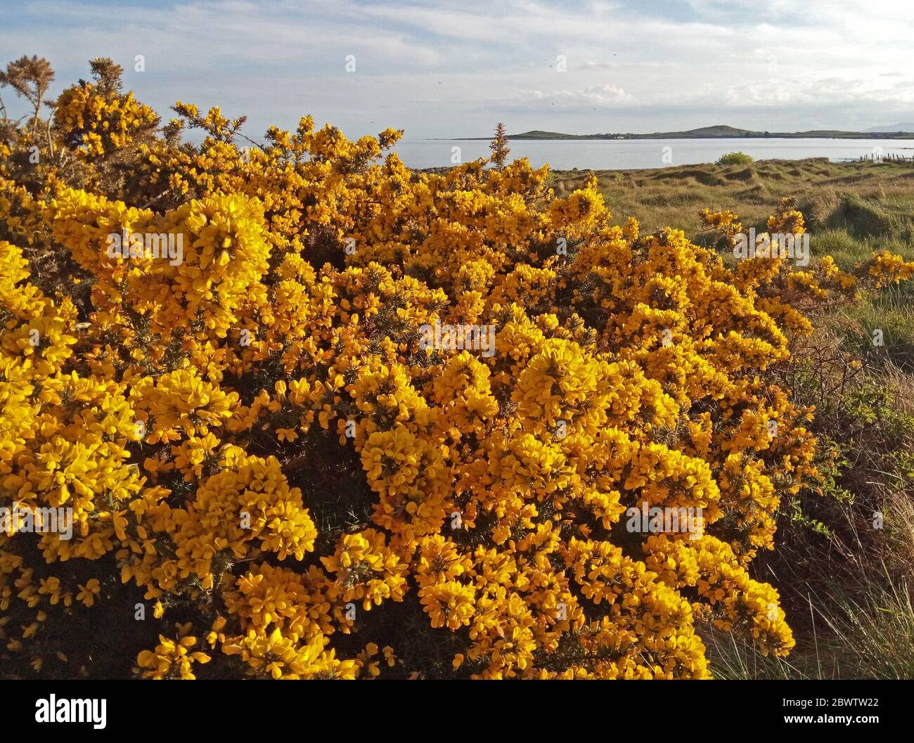 Gorse blossom on Kearney Point, Ards Peninsula, County Down, Northern Ireland East coast Stock Photo