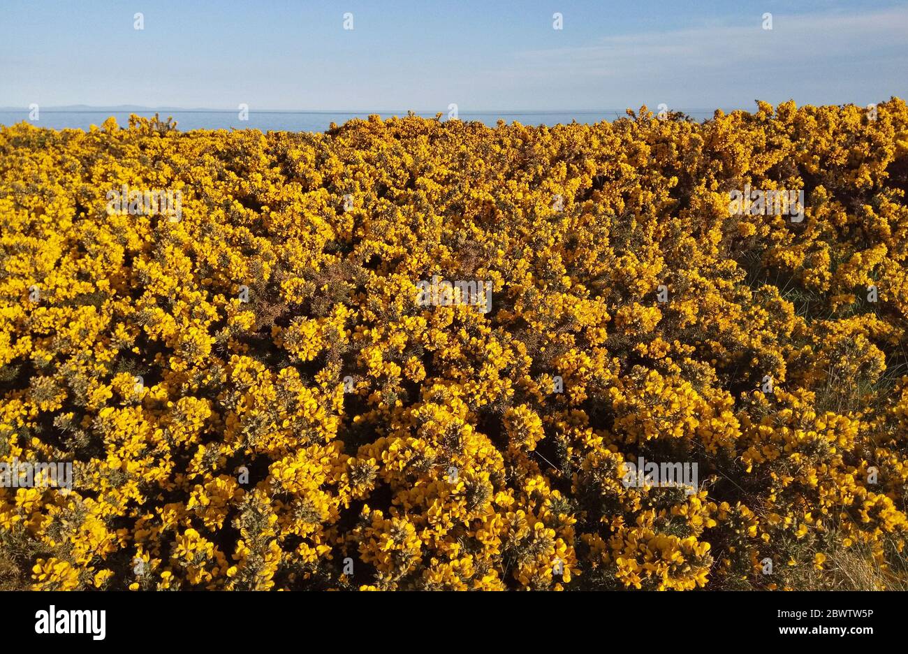 Gorse blossom on Kearney Point, Ards Peninsula, County Down, Northern Ireland East coast Stock Photo
