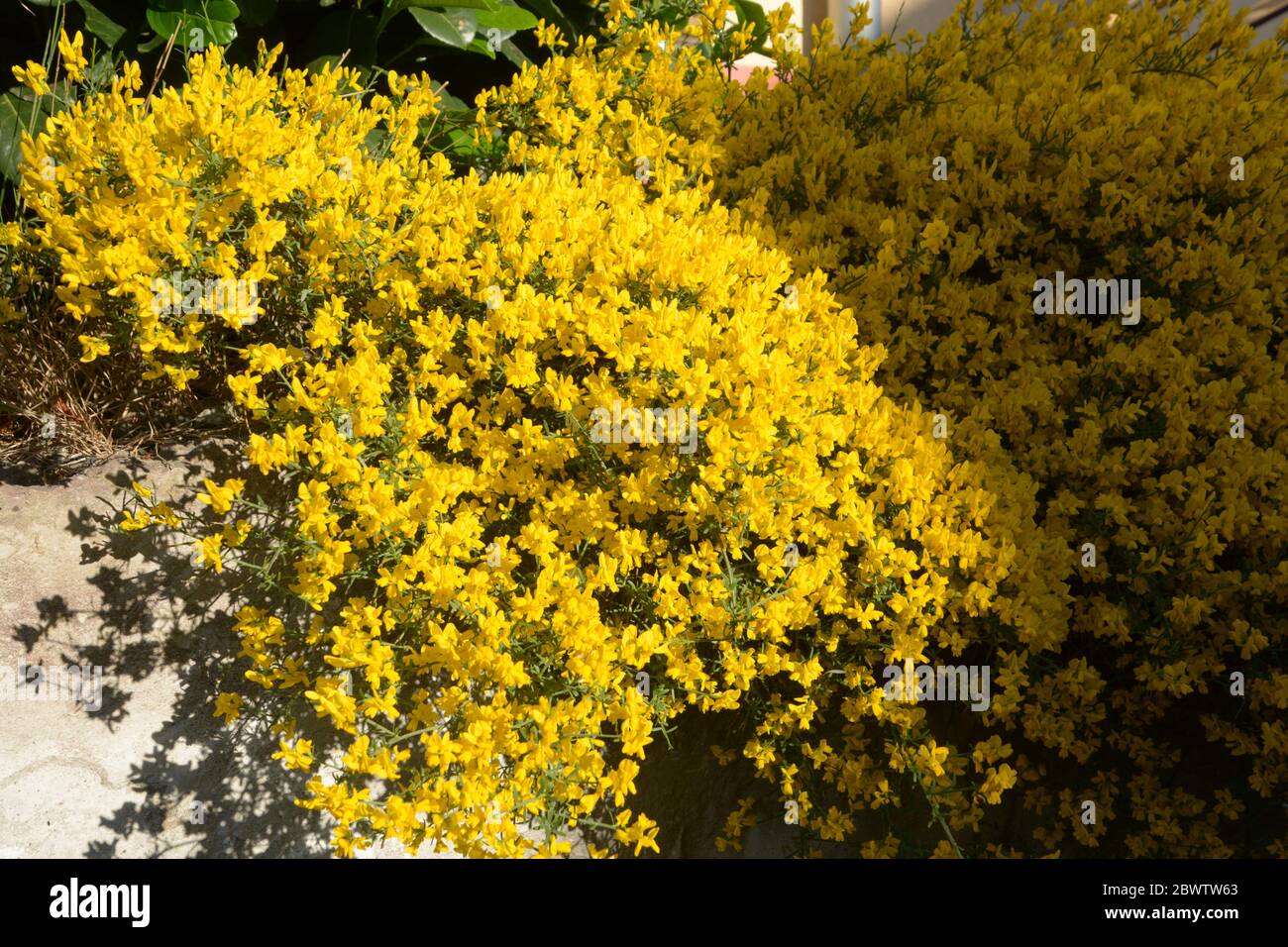 rock garden with genista in bloom in partial shade Stock Photo